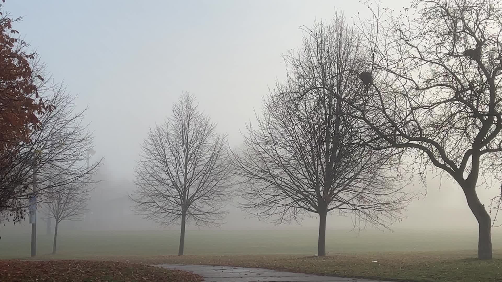 Foggy morning during the Autumn season