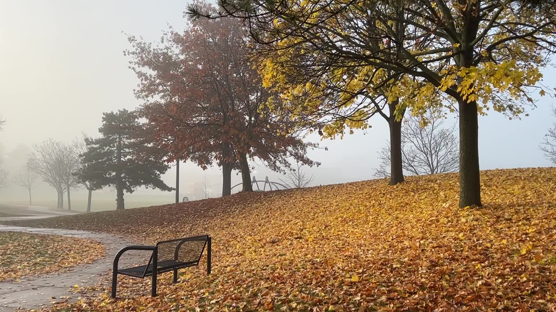 Foggy morning during the Autumn season