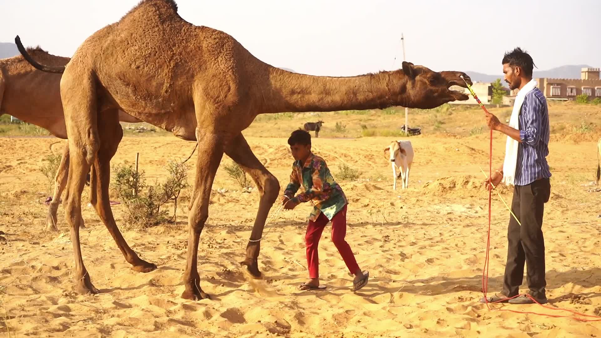 Pushkar Camel Fair in Pushkar in the Indian state of Rajasthan
