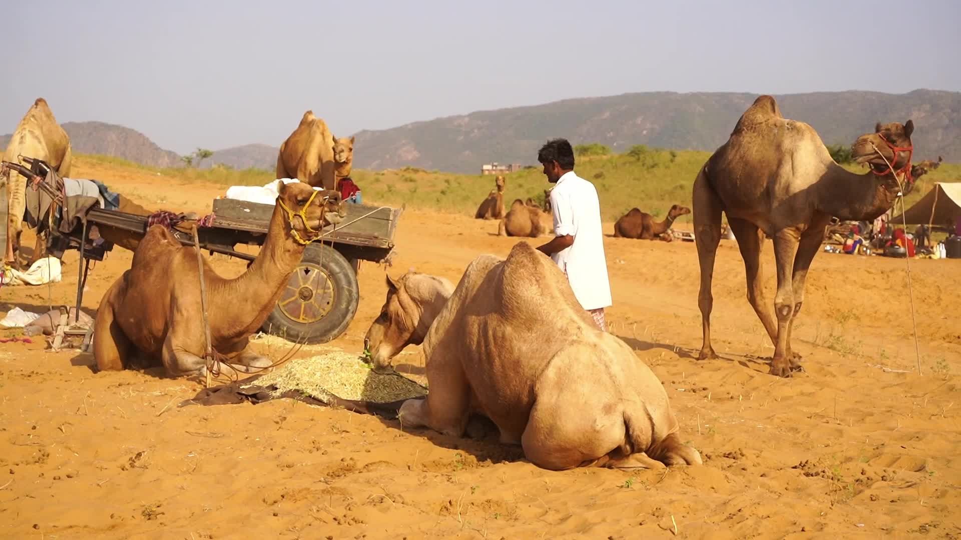 Pushkar Camel Fair in Pushkar in the Indian state of Rajasthan