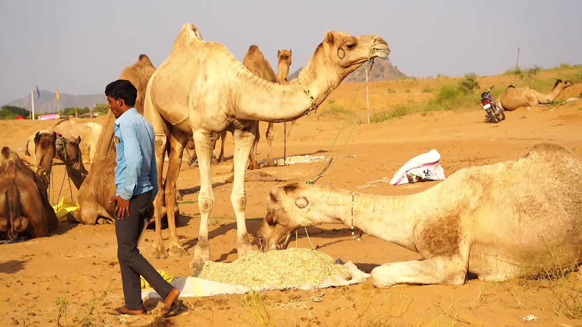 Pushkar Camel Fair in Pushkar in the Indian state of Rajasthan