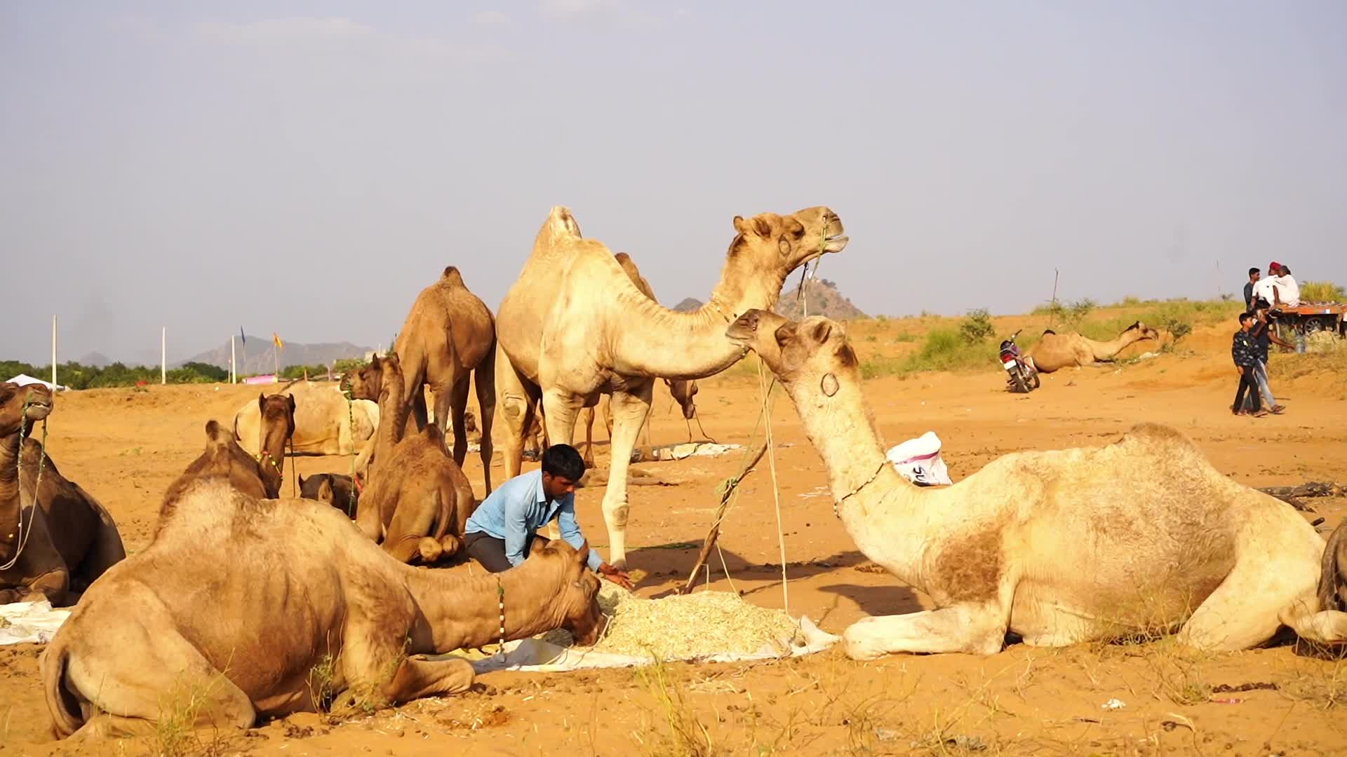 Pushkar Camel Fair in Pushkar in the Indian state of Rajasthan