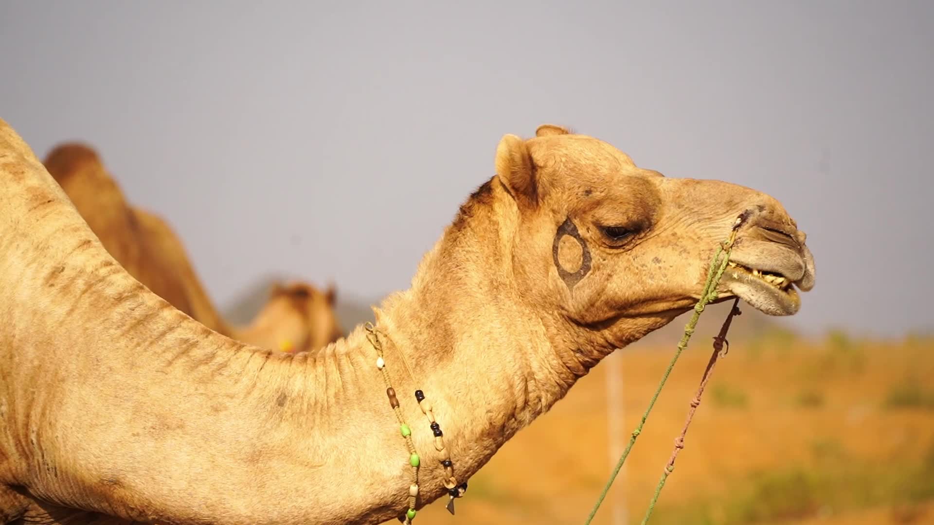 Pushkar Camel Fair in Pushkar in the Indian state of Rajasthan