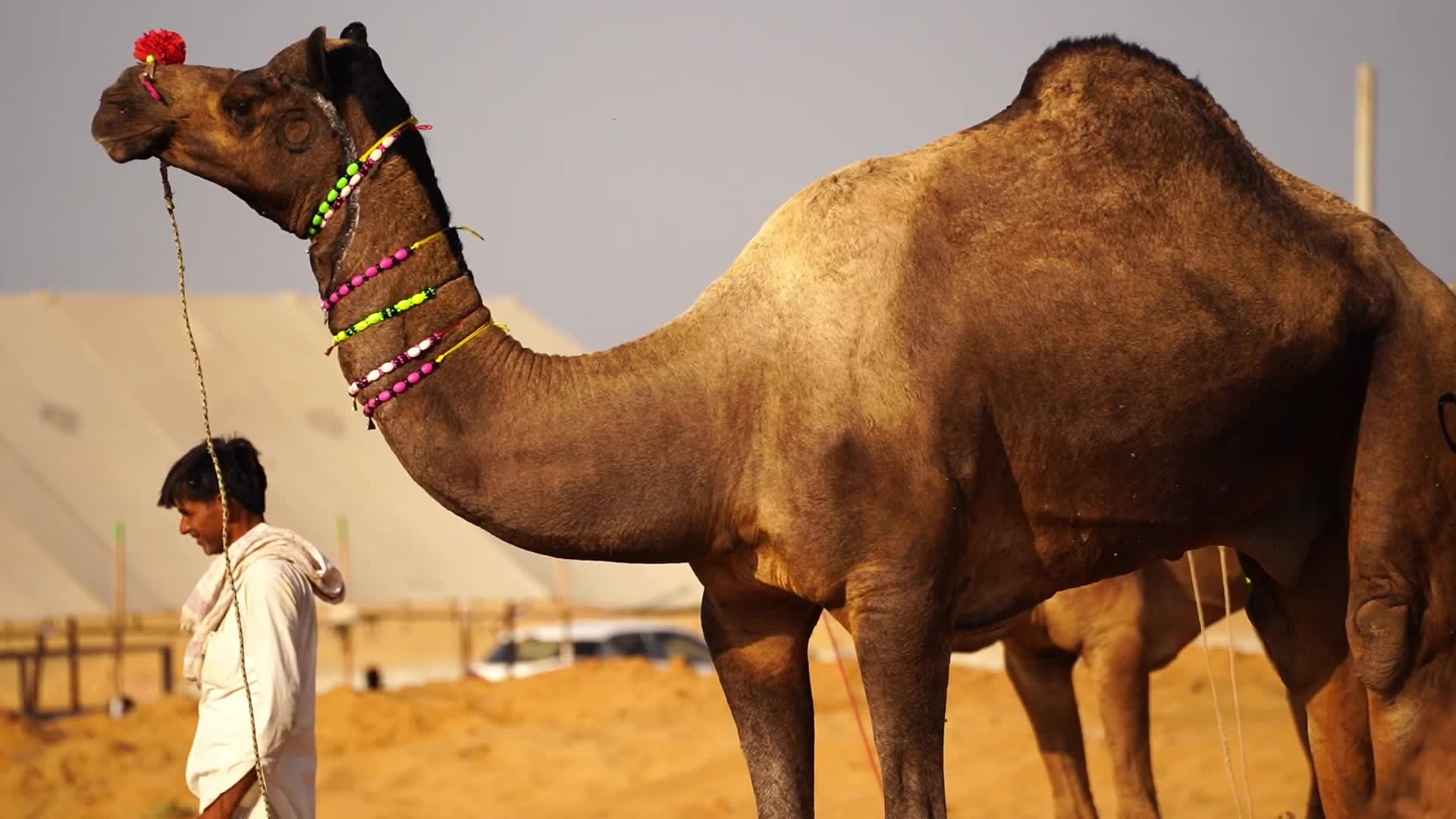 Pushkar Camel Fair in Pushkar in the Indian state of Rajasthan