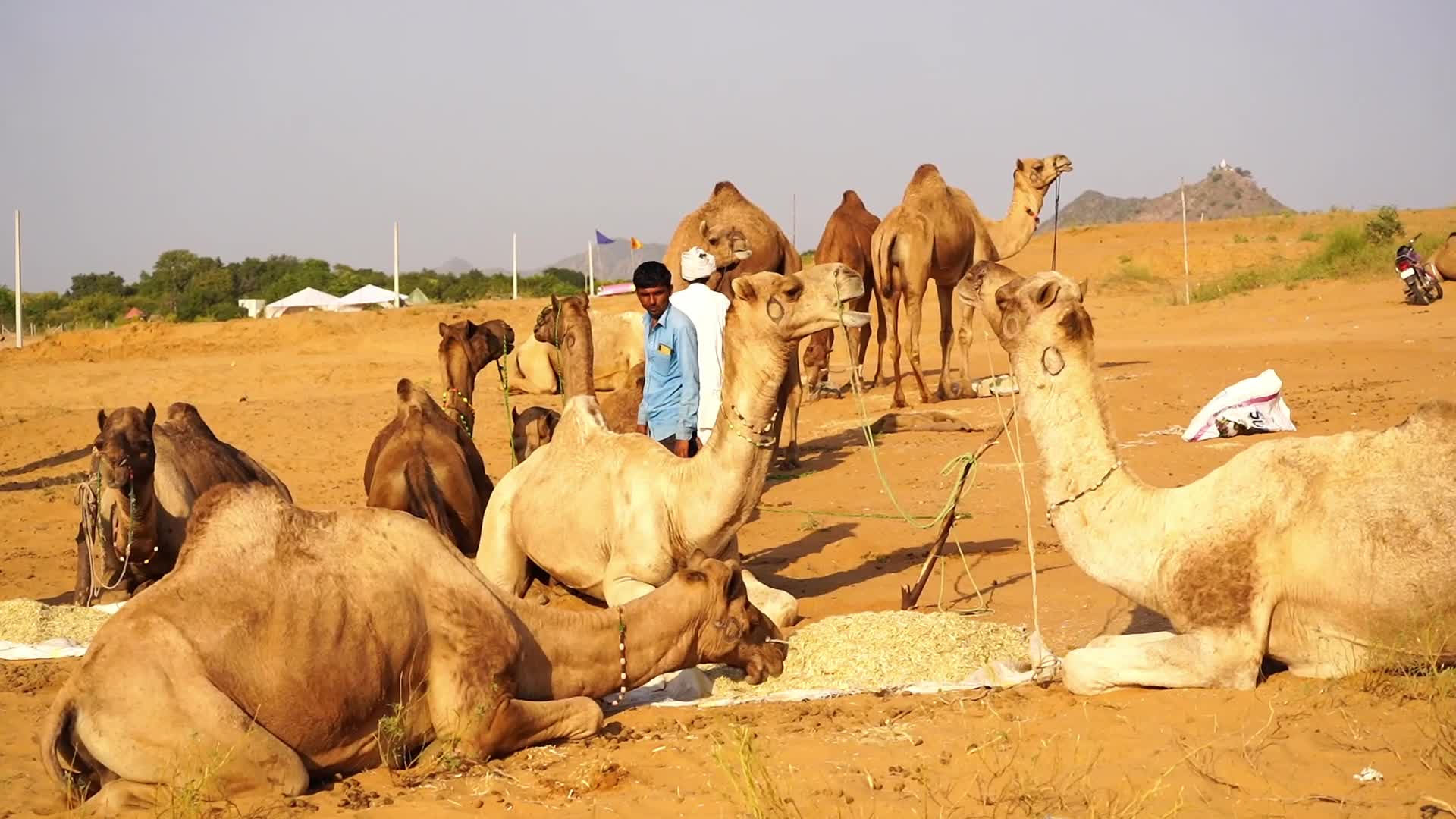 Pushkar Camel Fair in Pushkar in the Indian state of Rajasthan