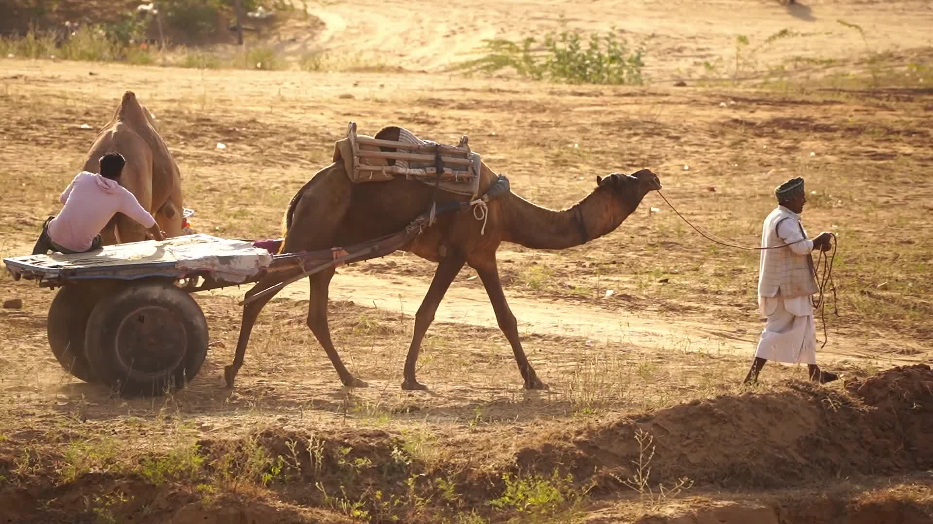 Pushkar Camel Fair in Pushkar in the Indian state of Rajasthan