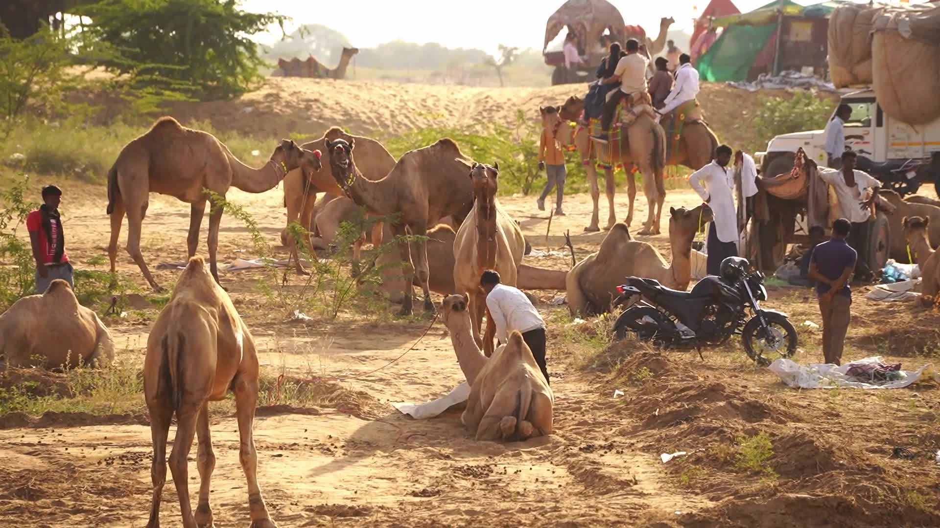 Pushkar Camel Fair in Pushkar in the Indian state of Rajasthan