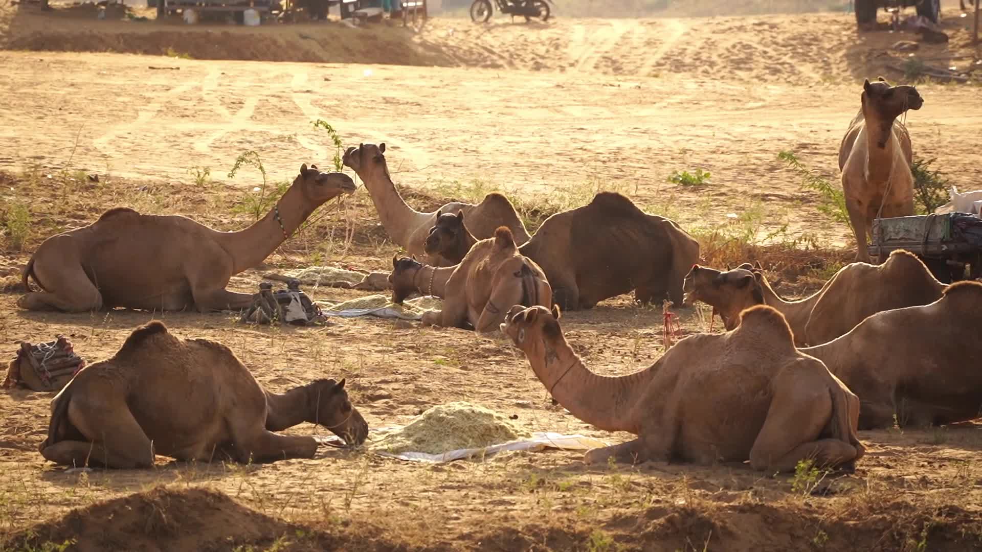 Pushkar Camel Fair in Pushkar in the Indian state of Rajasthan