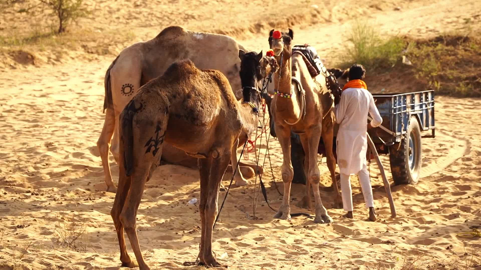 Pushkar Camel Fair in Pushkar in the Indian state of Rajasthan