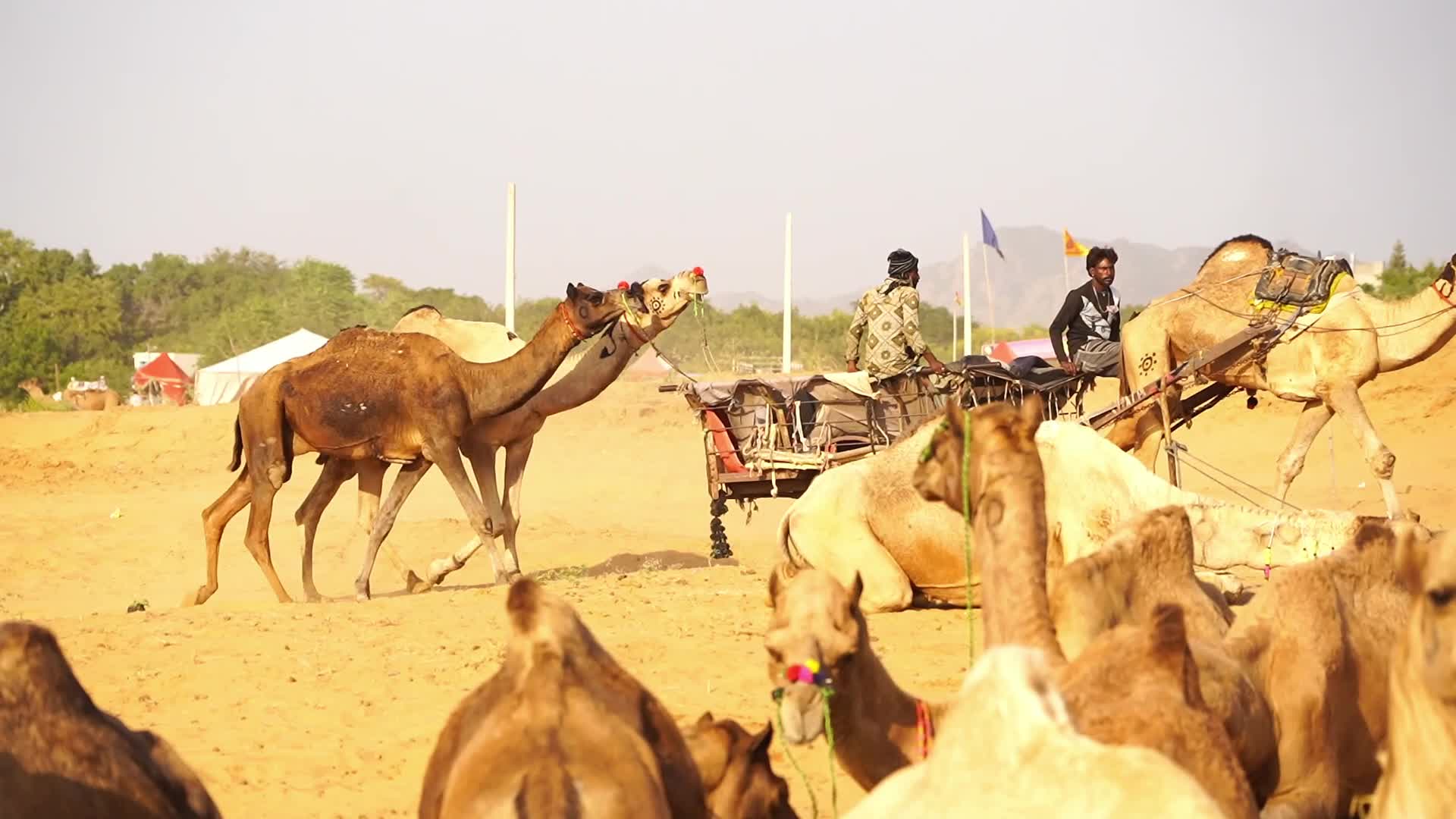 Pushkar Camel Fair in Pushkar in the Indian state of Rajasthan