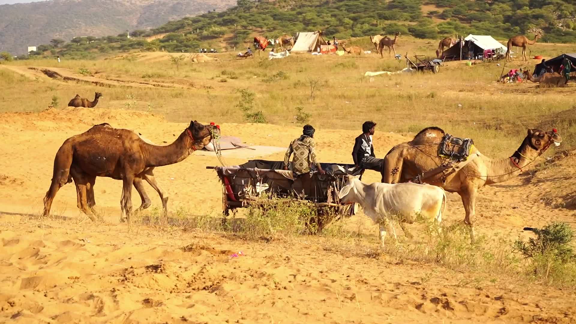 Pushkar Camel Fair in Pushkar in the Indian state of Rajasthan