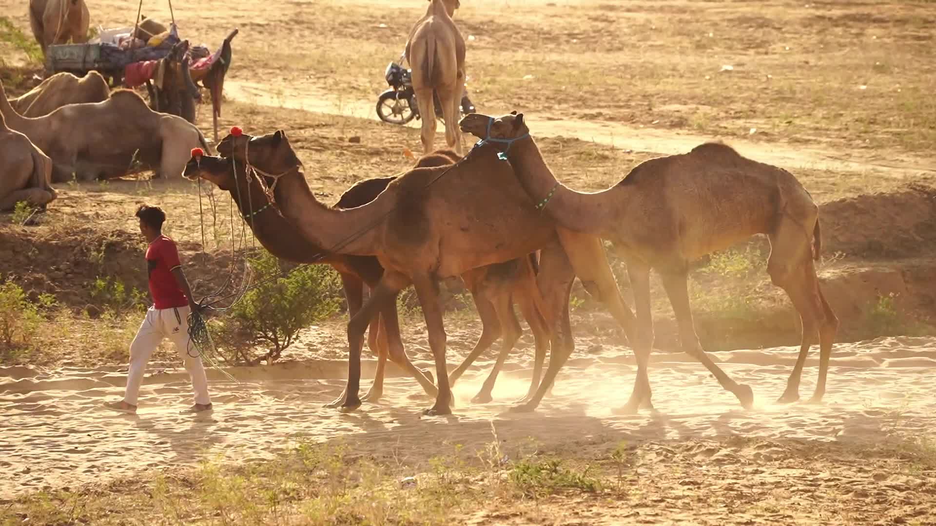 Pushkar Camel Fair in Pushkar in the Indian state of Rajasthan