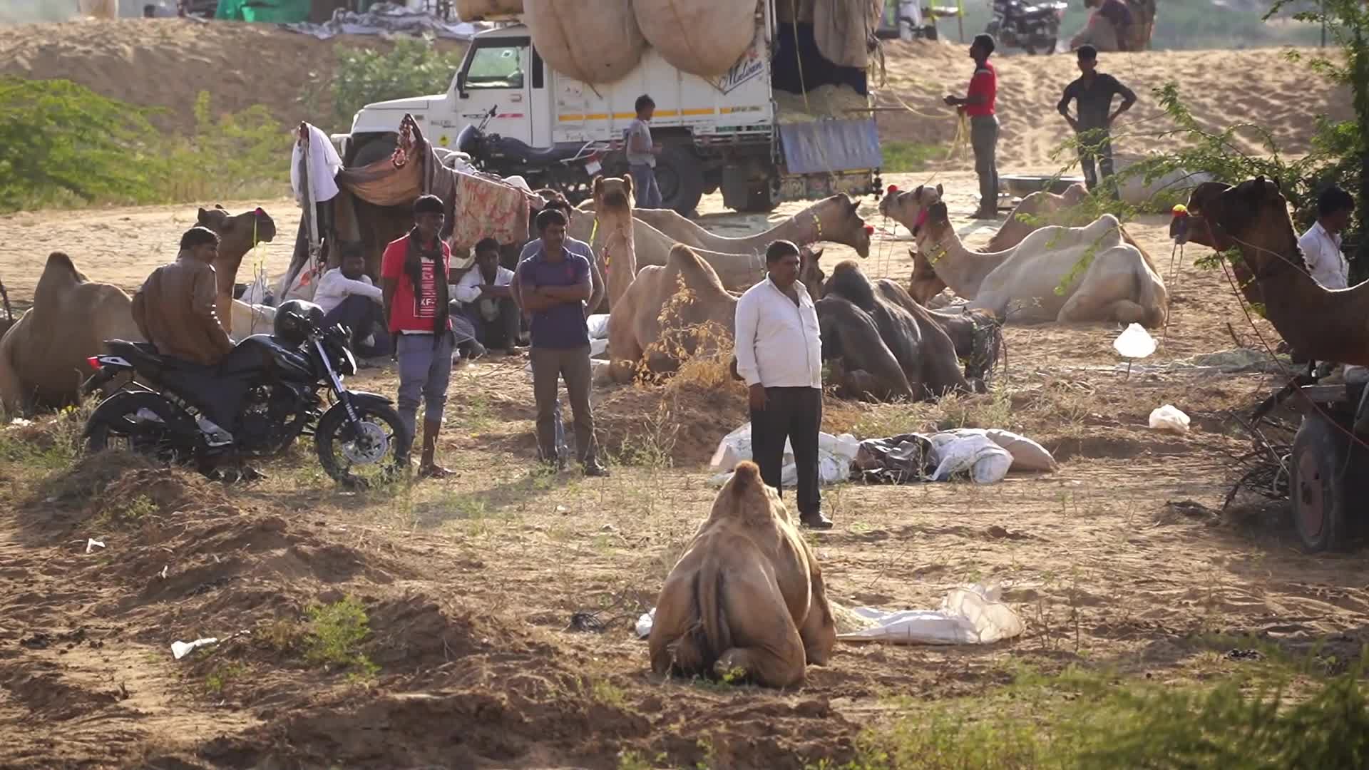 Pushkar Camel Fair in Pushkar in the Indian state of Rajasthan