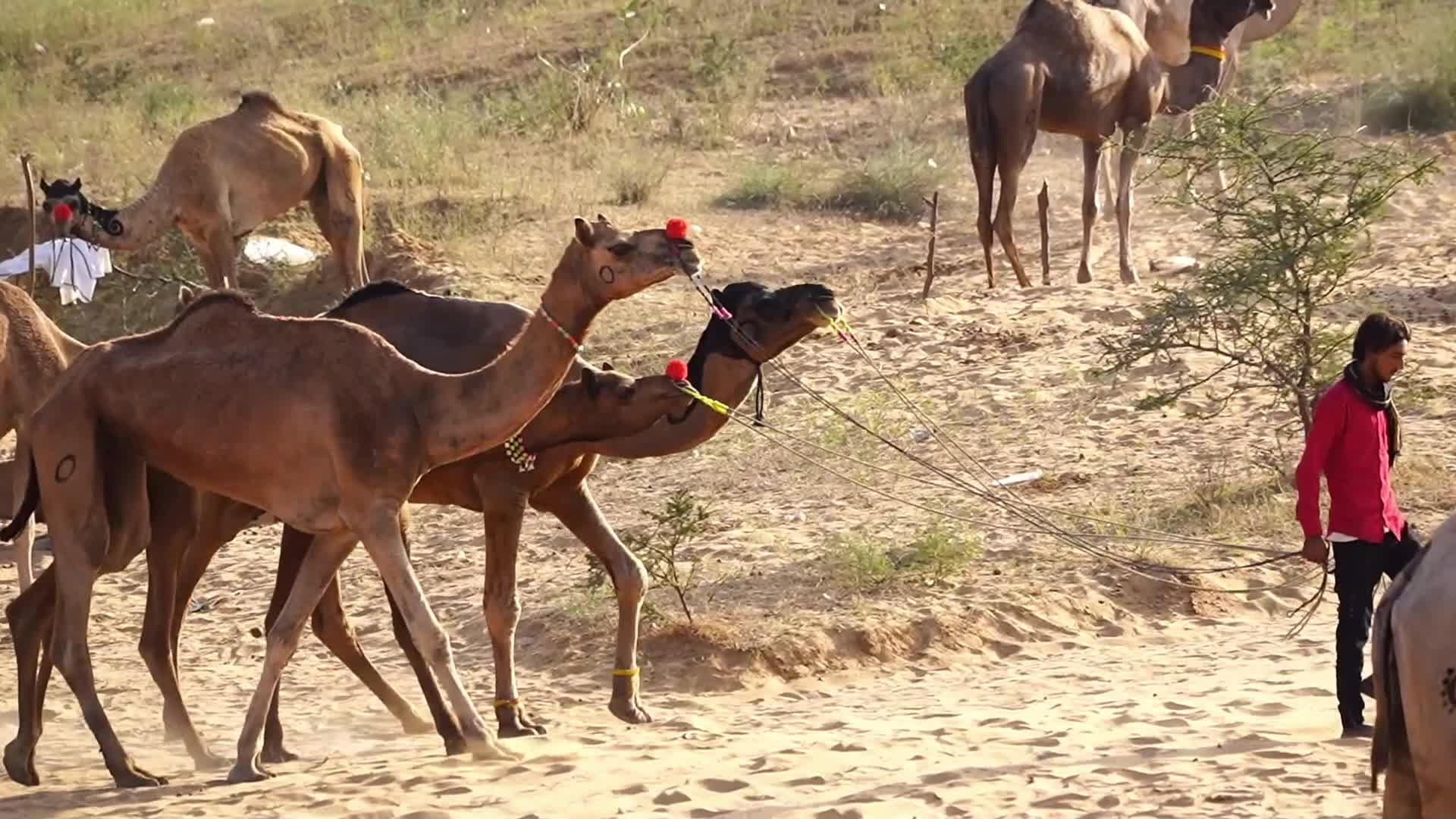 Pushkar Camel Fair in Pushkar in the Indian state of Rajasthan
