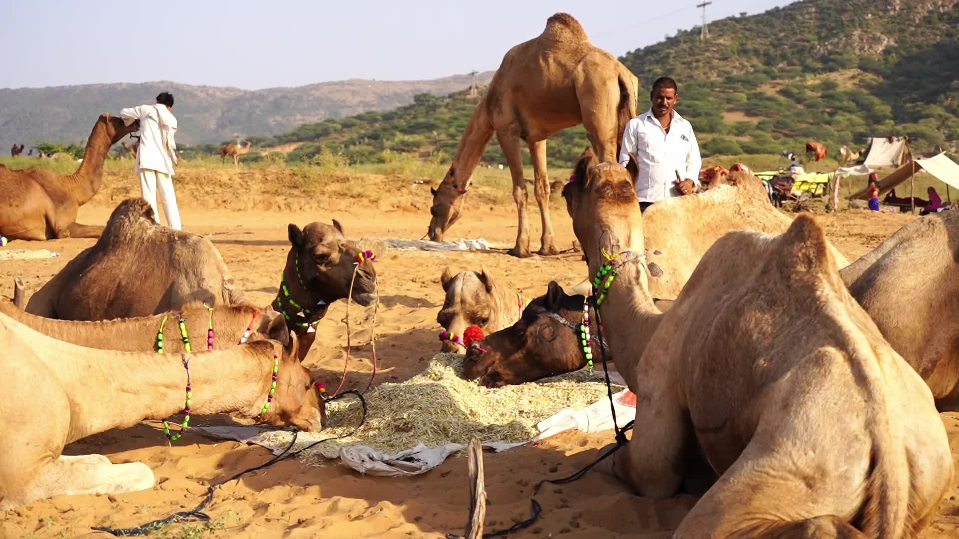 Pushkar Camel Fair in Pushkar in the Indian state of Rajasthan