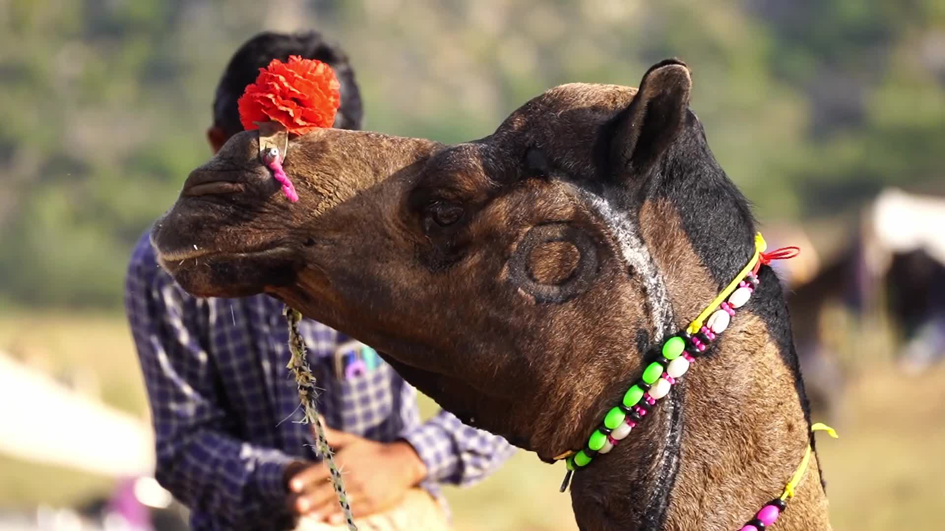 Pushkar Camel Fair in Pushkar in the Indian state of Rajasthan