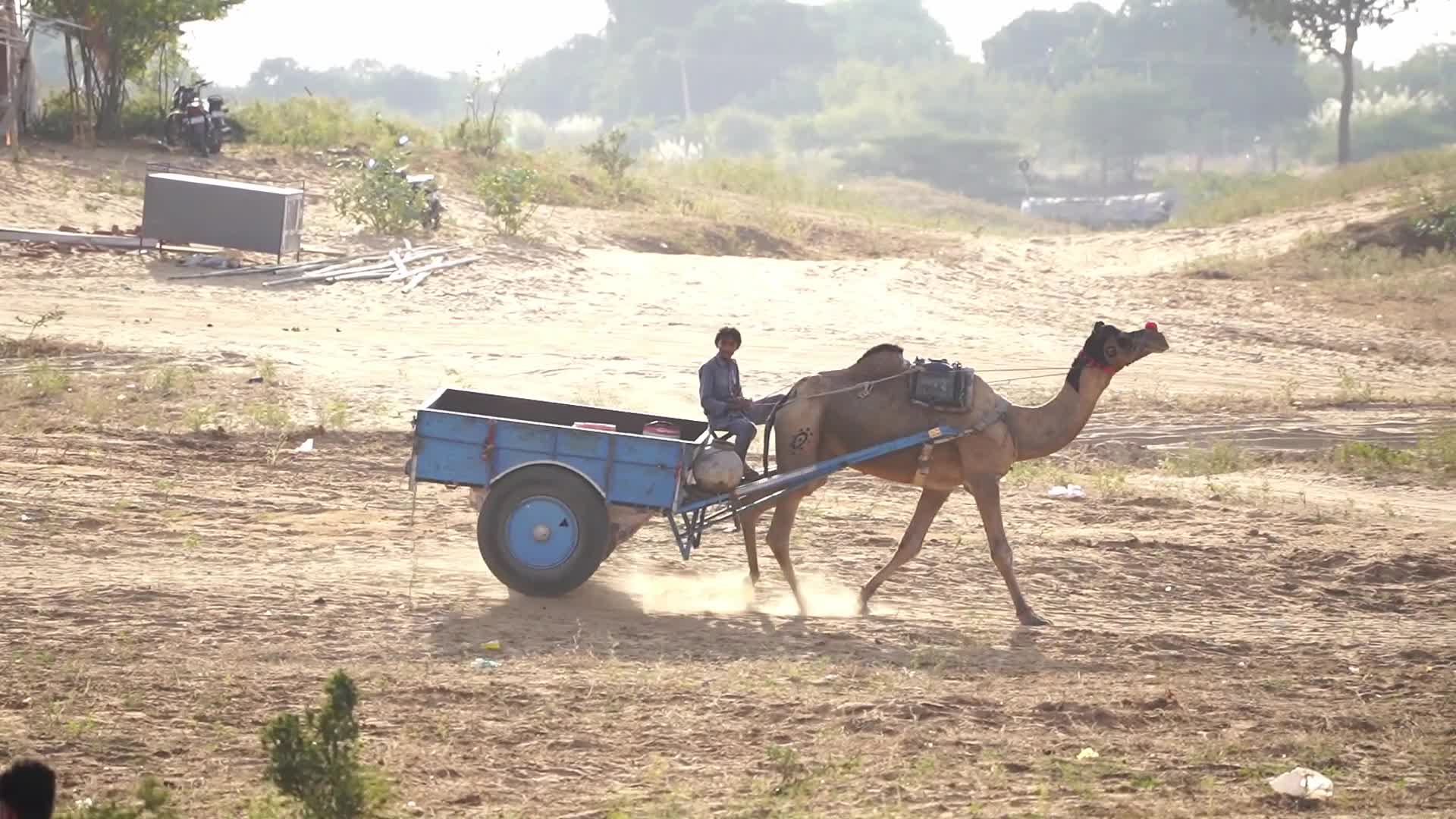 Pushkar Camel Fair in Pushkar in the Indian state of Rajasthan