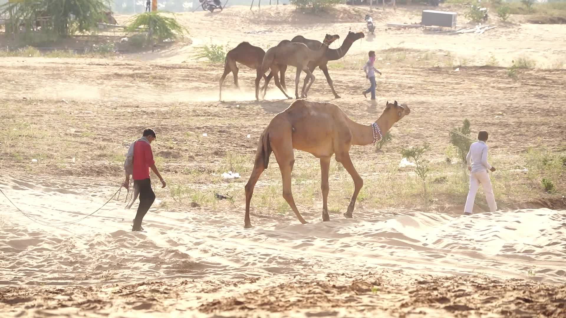 Pushkar Camel Fair in Pushkar in the Indian state of Rajasthan