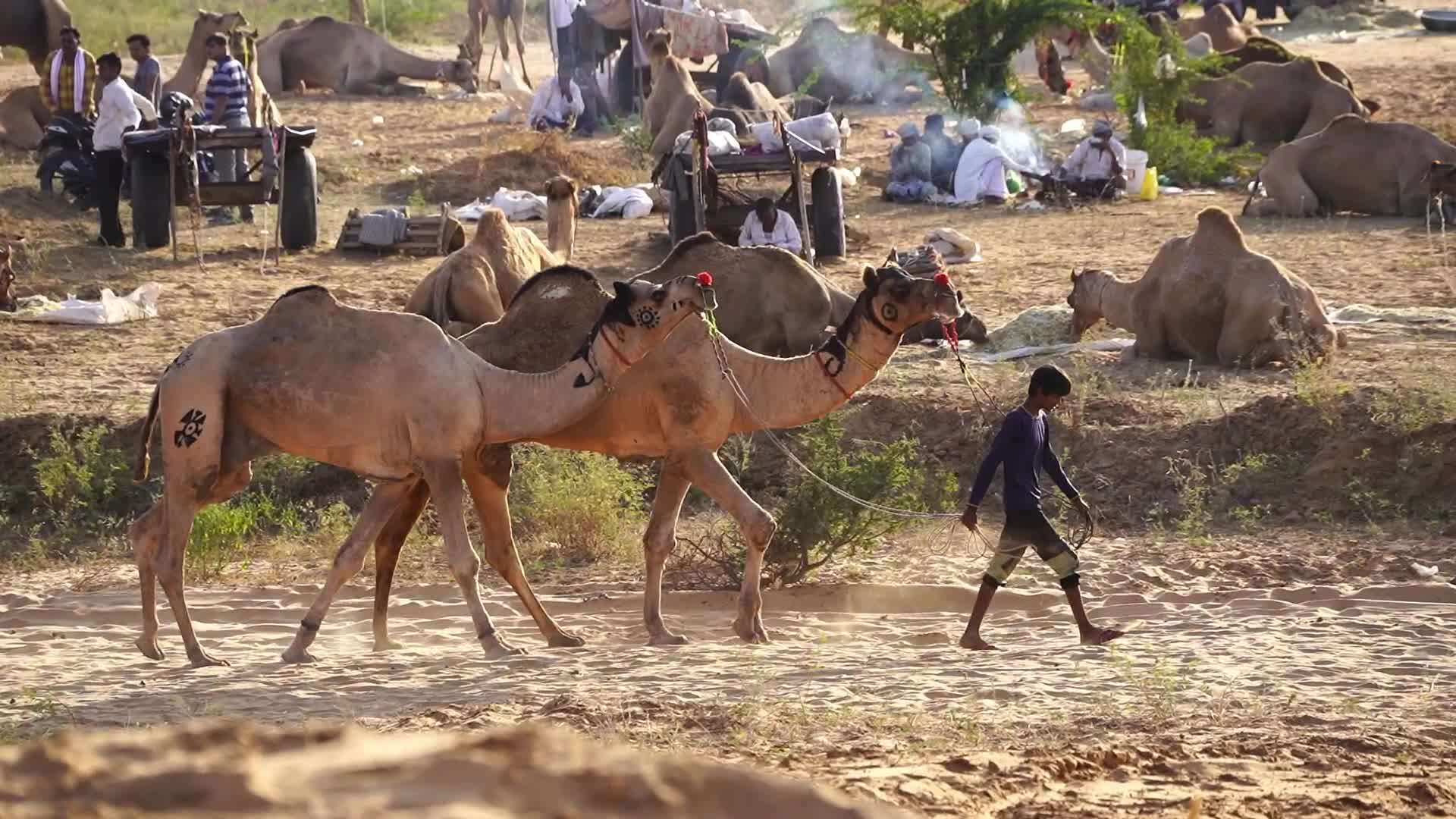 Pushkar Camel Fair in Pushkar in the Indian state of Rajasthan