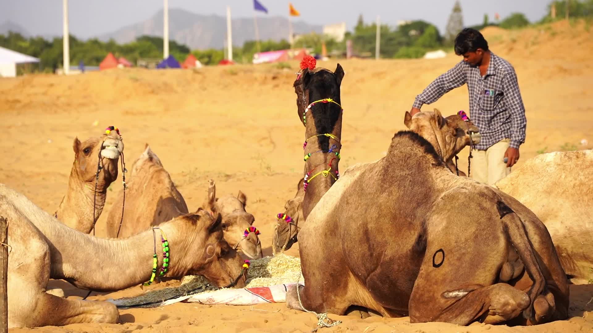 Pushkar Camel Fair in Pushkar in the Indian state of Rajasthan