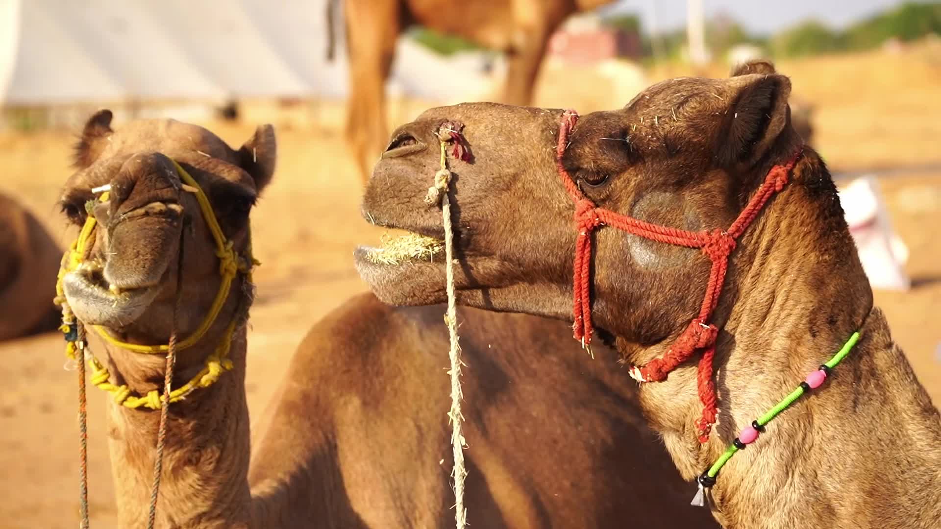 Pushkar Camel Fair in Pushkar in the Indian state of Rajasthan