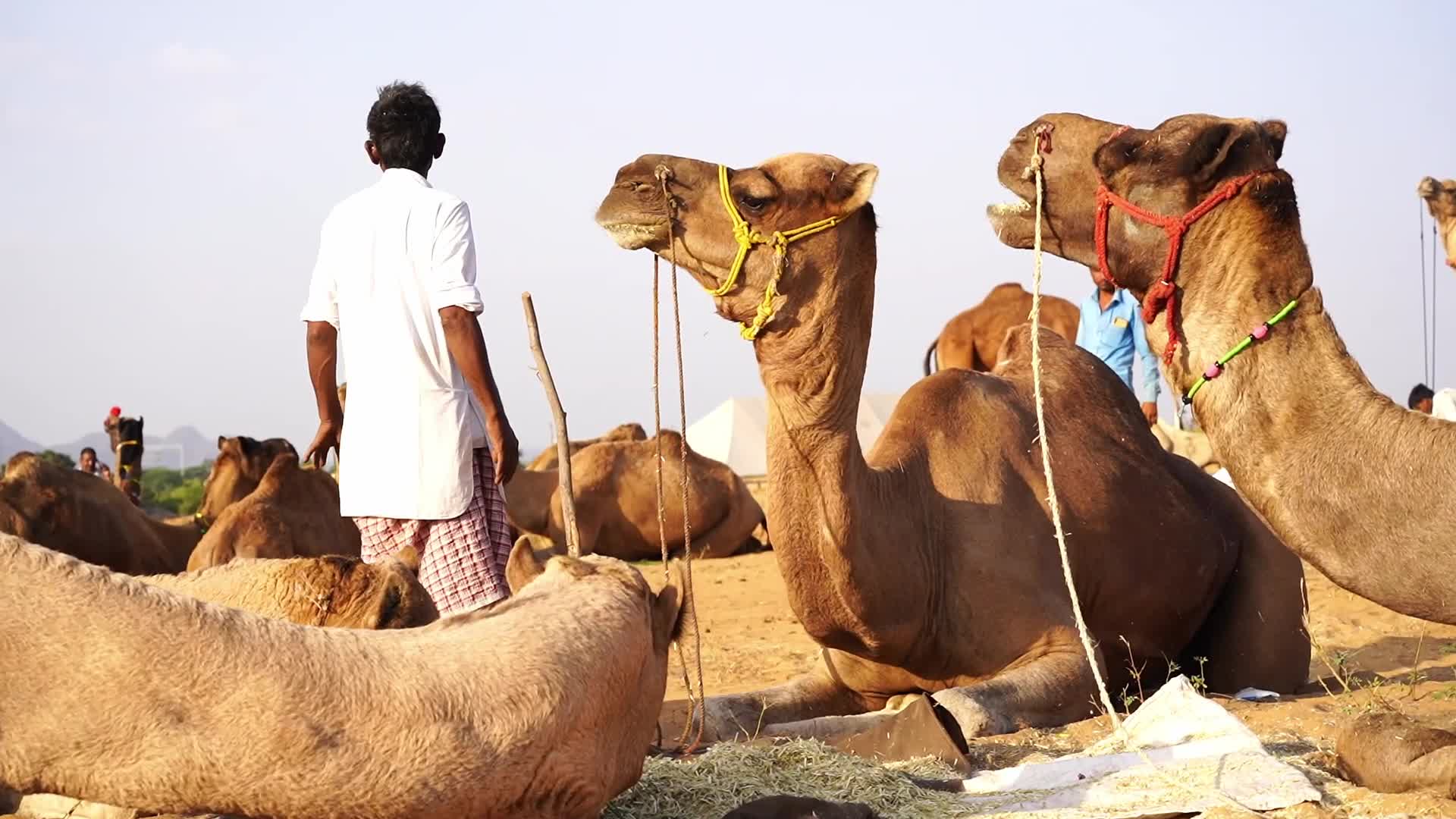 Pushkar Camel Fair in Pushkar in the Indian state of Rajasthan