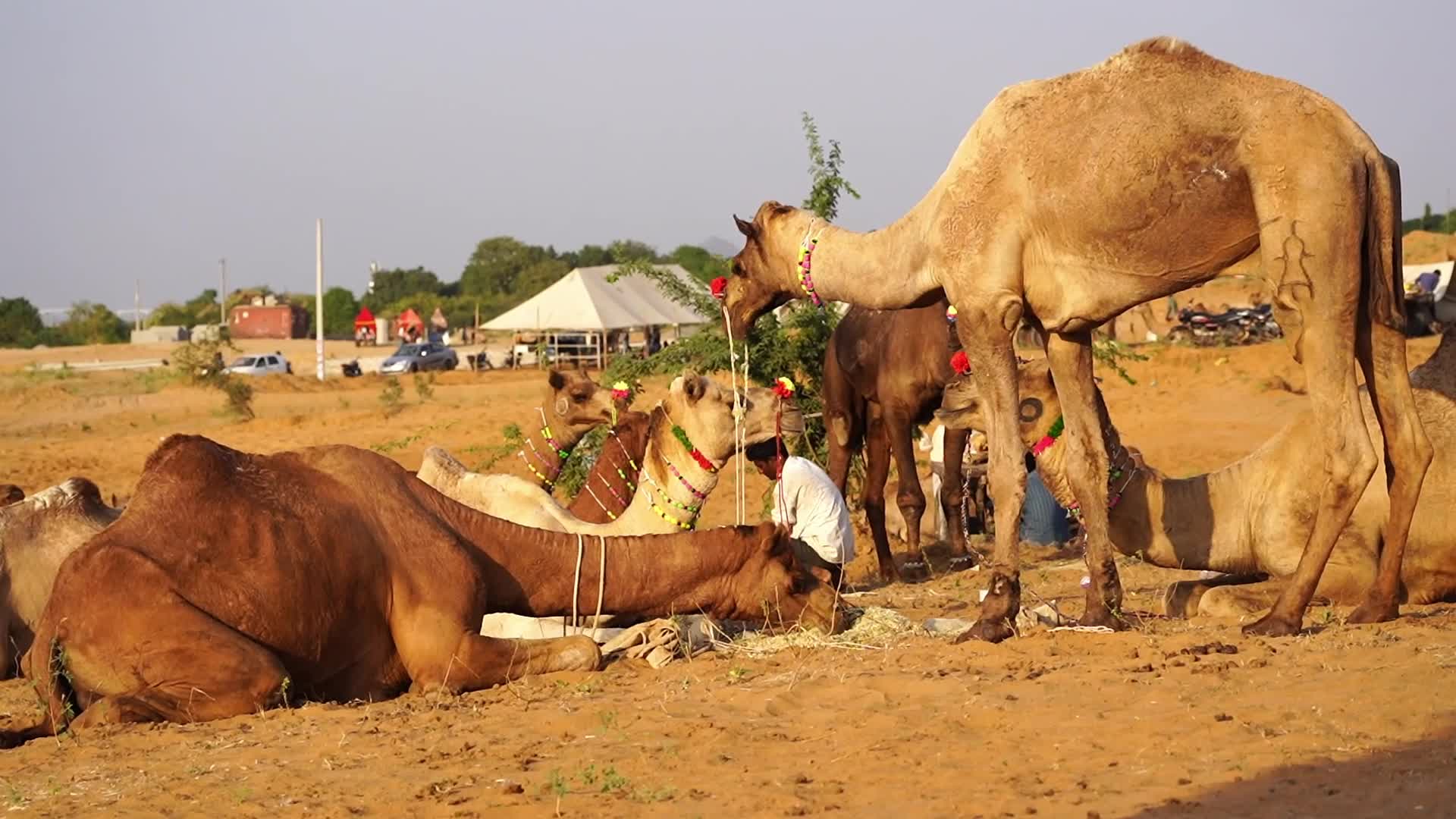 Pushkar Camel Fair in Pushkar in the Indian state of Rajasthan