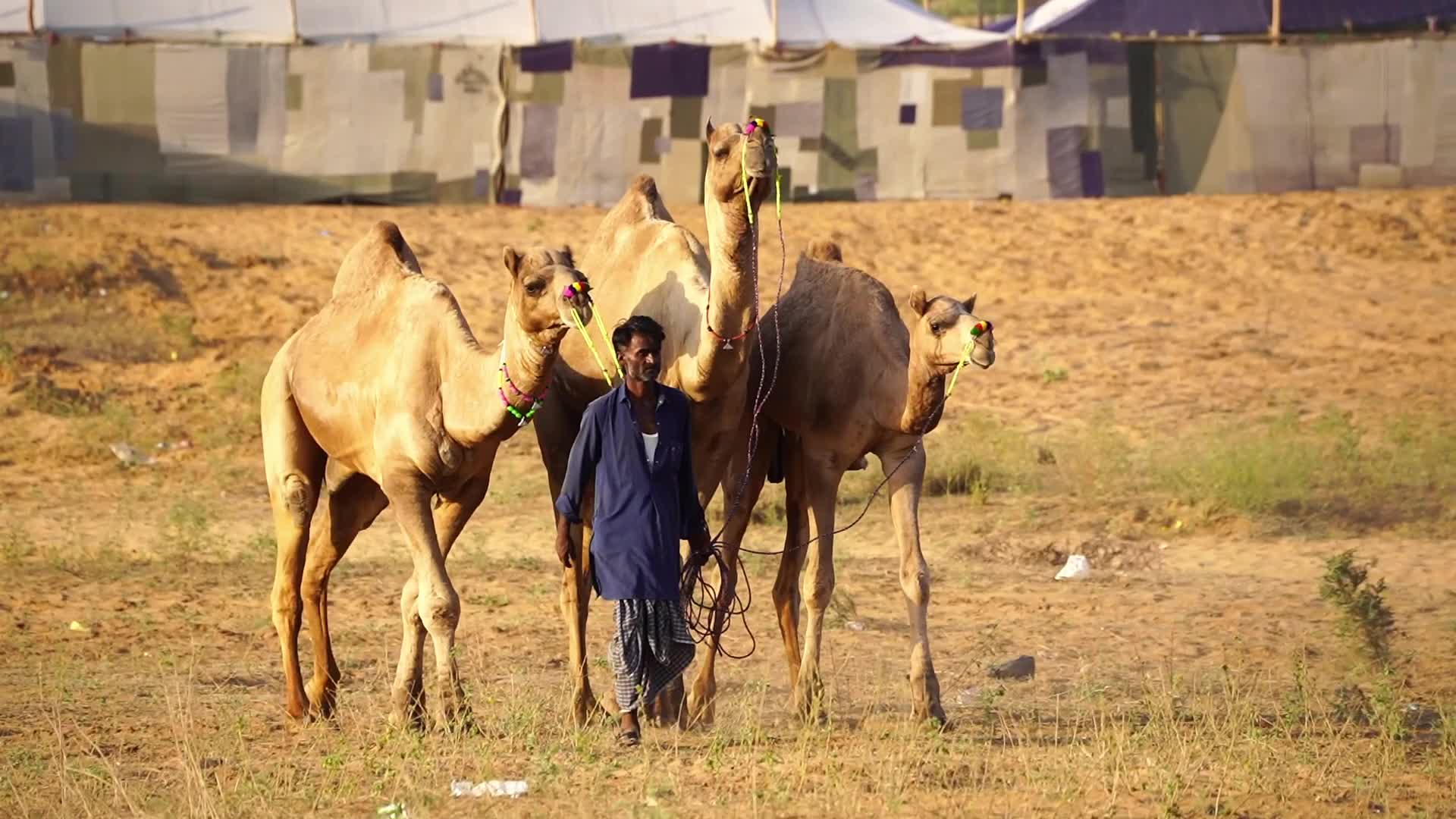 Pushkar Camel Fair in Pushkar in the Indian state of Rajasthan