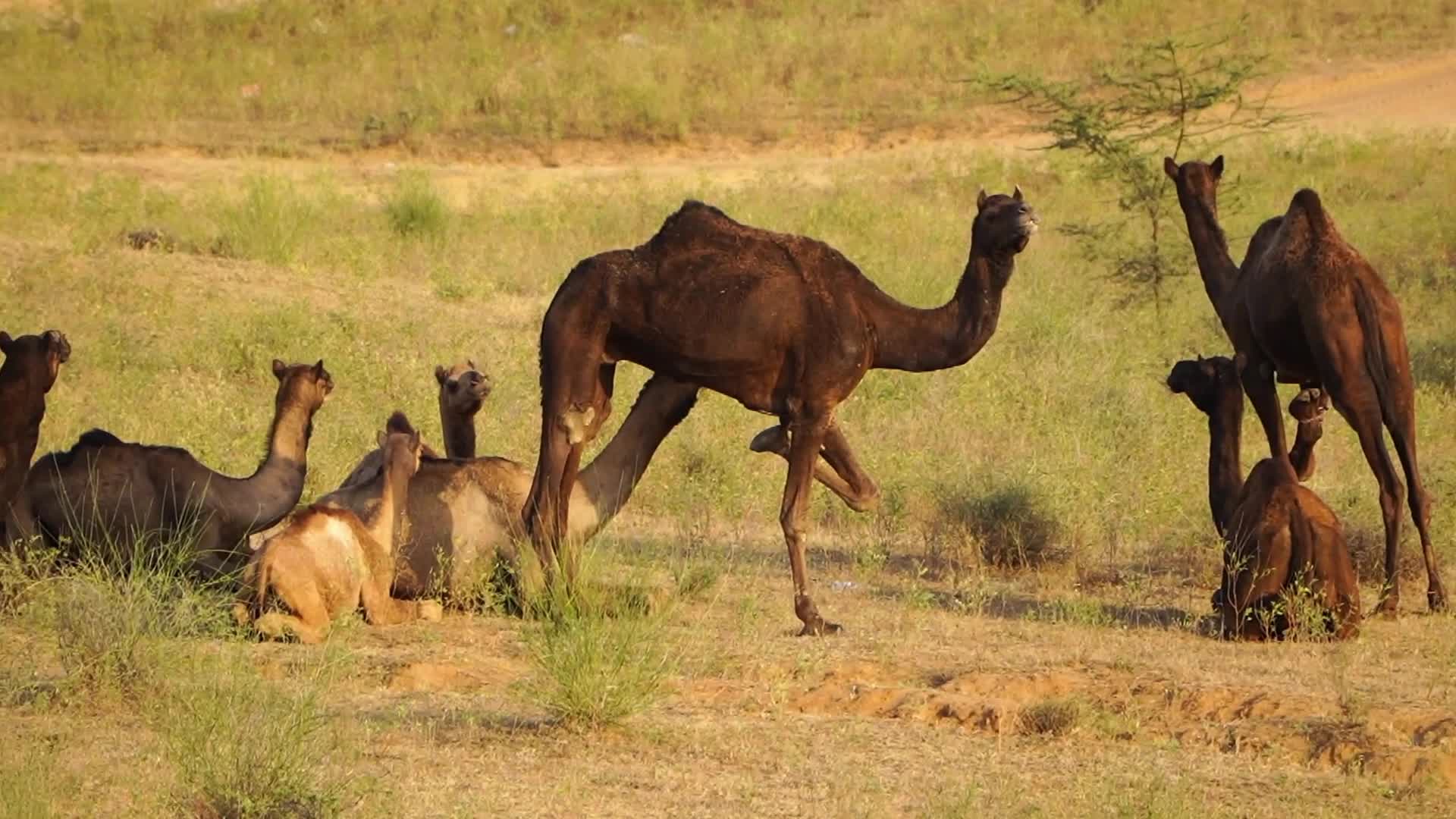 Pushkar Camel Fair in Pushkar in the Indian state of Rajasthan