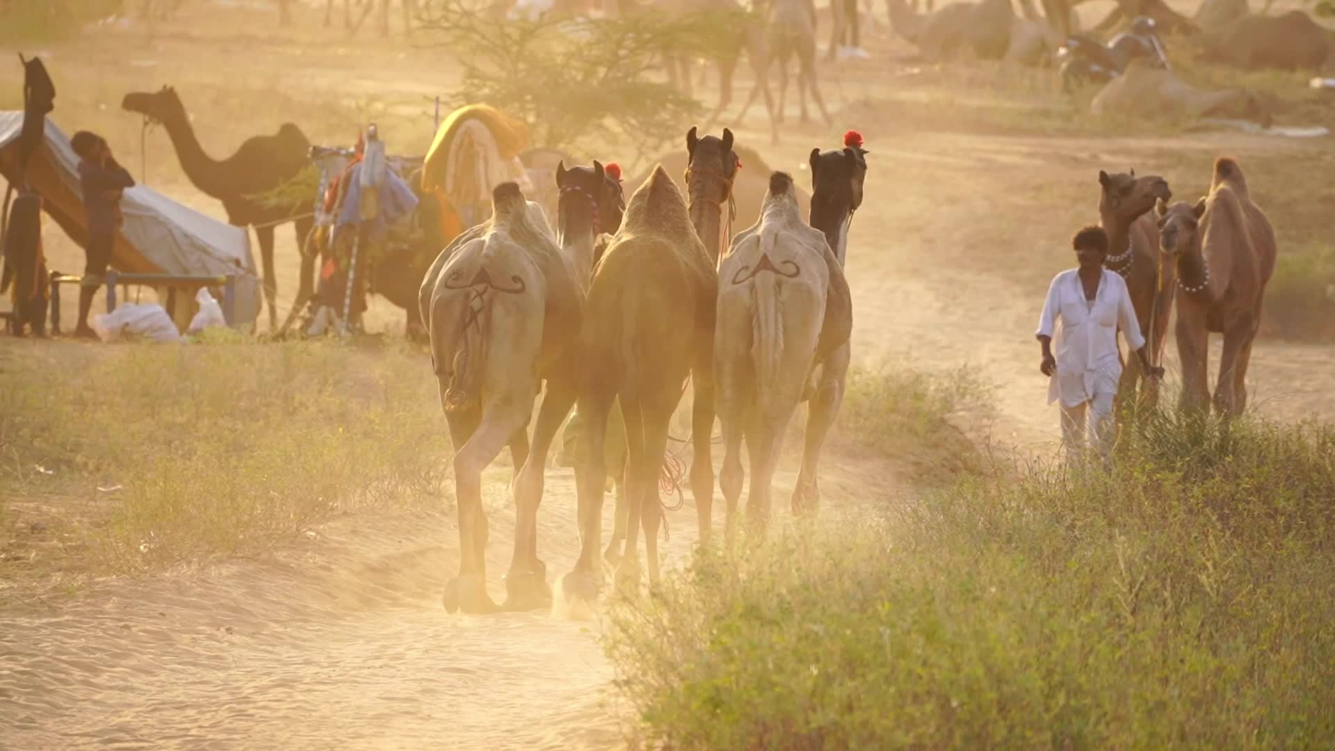Pushkar Camel Fair in Pushkar in the Indian state of Rajasthan