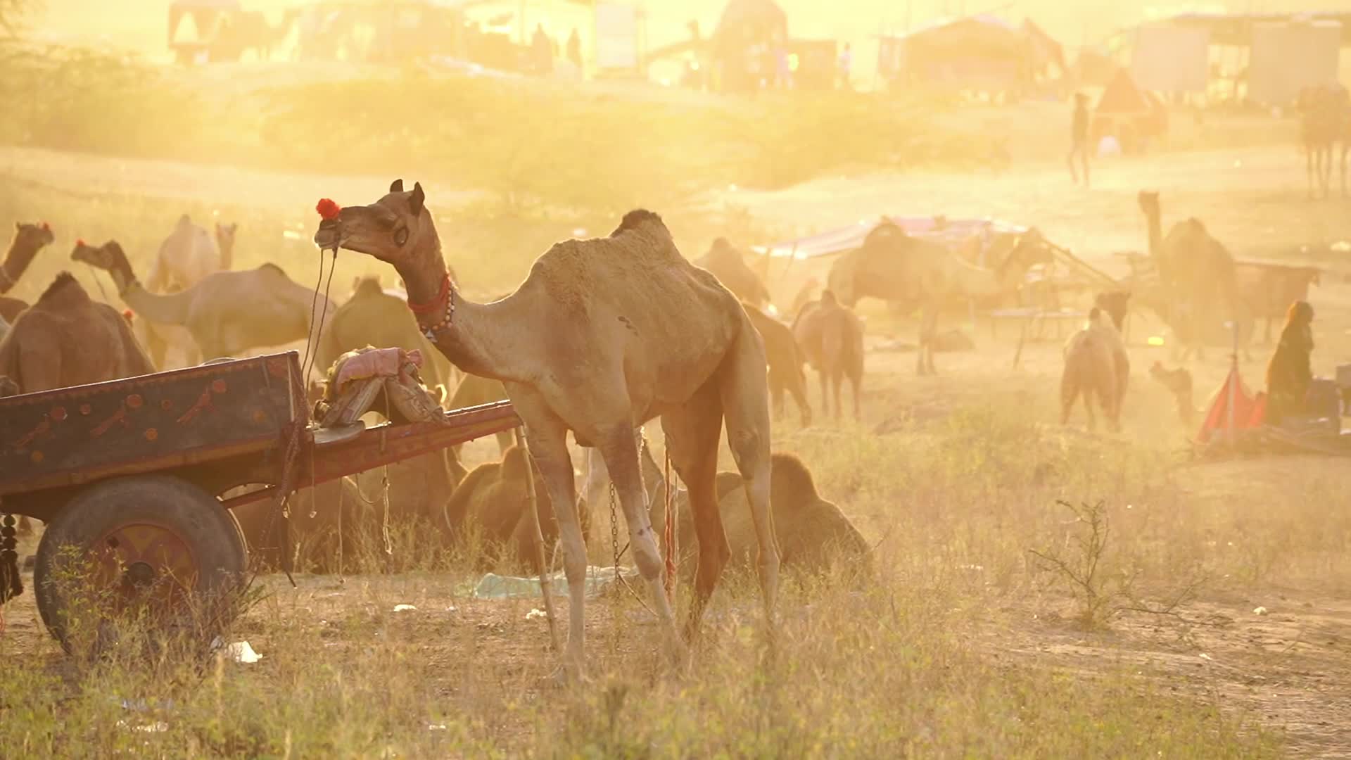 Pushkar Camel Fair in Pushkar in the Indian state of Rajasthan
