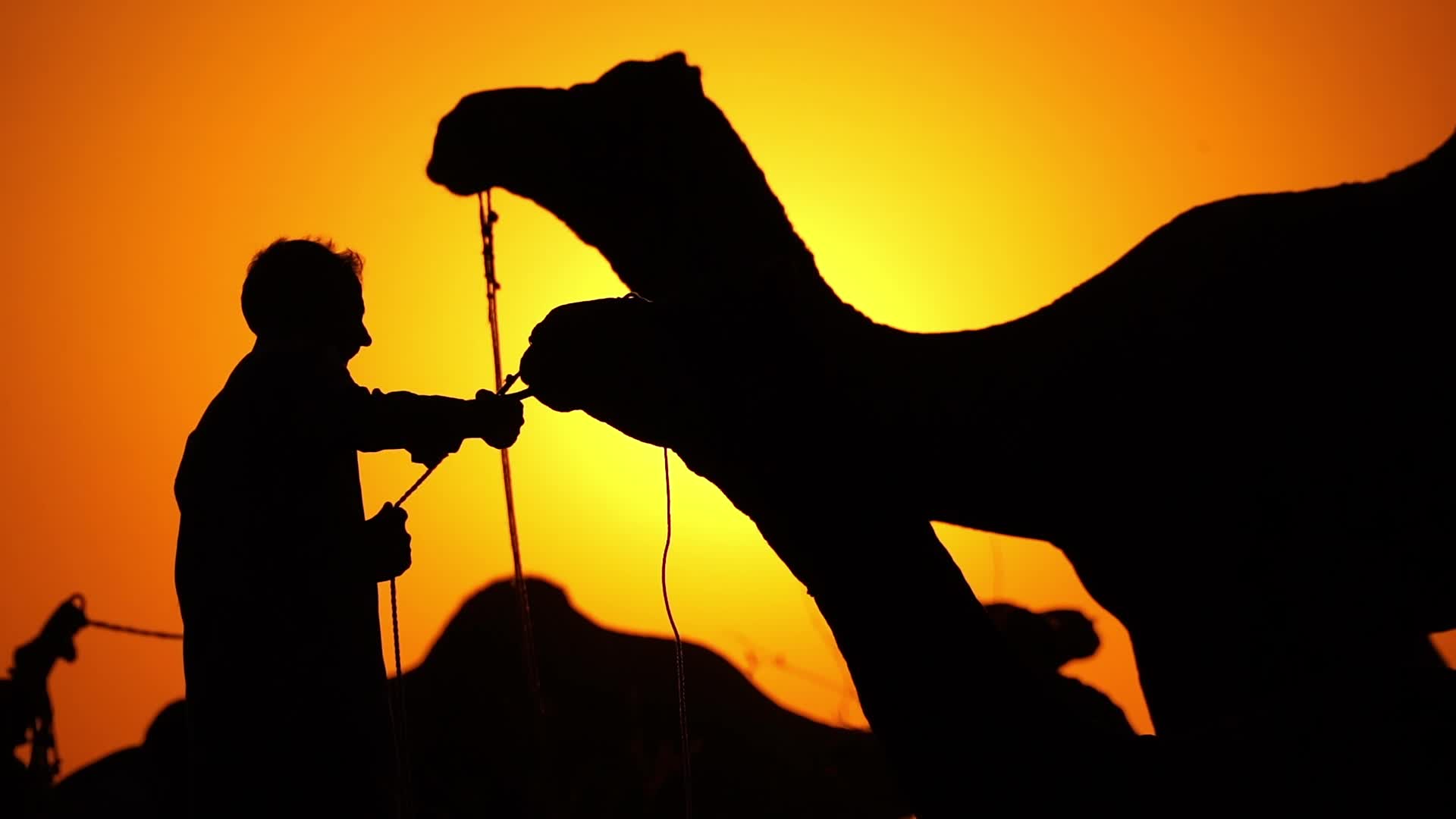 Pushkar Camel Fair in Pushkar in the Indian state of Rajasthan