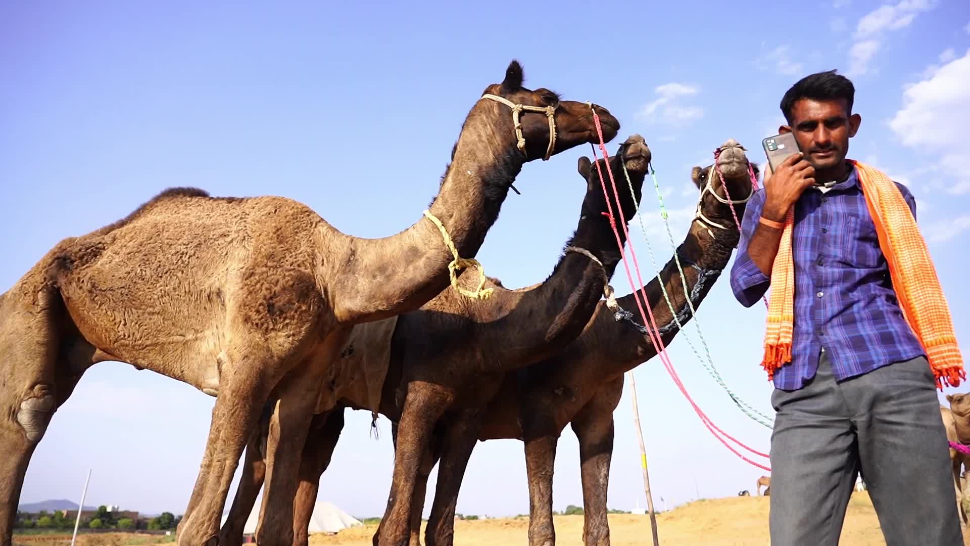 Pushkar Camel Fair in Pushkar in the Indian state of Rajasthan