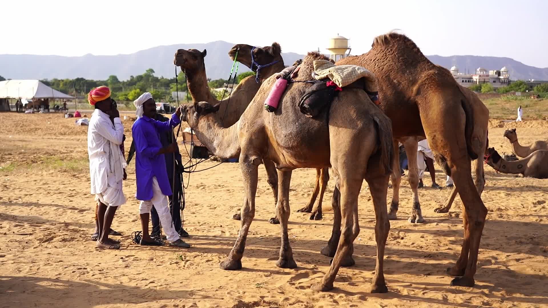 Pushkar Camel Fair in Pushkar in the Indian state of Rajasthan