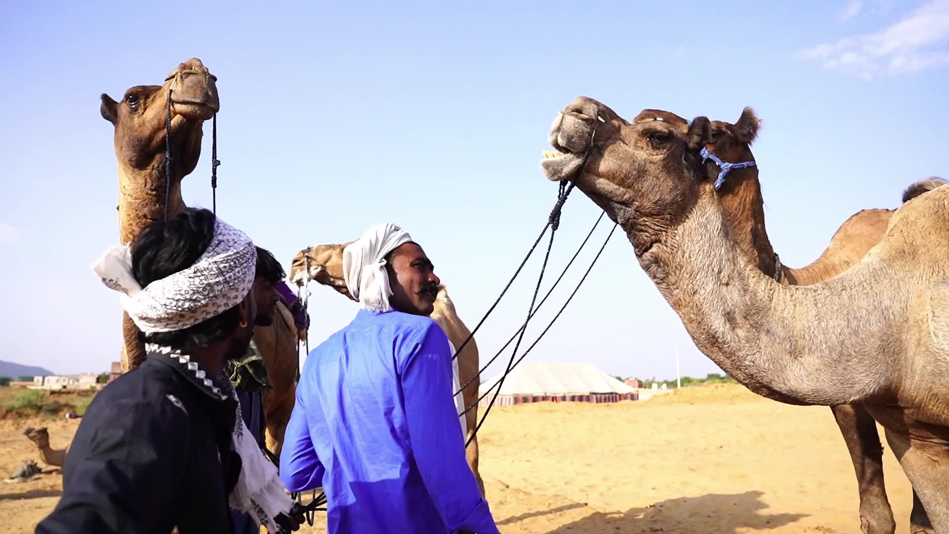 Pushkar Camel Fair in Pushkar in the Indian state of Rajasthan