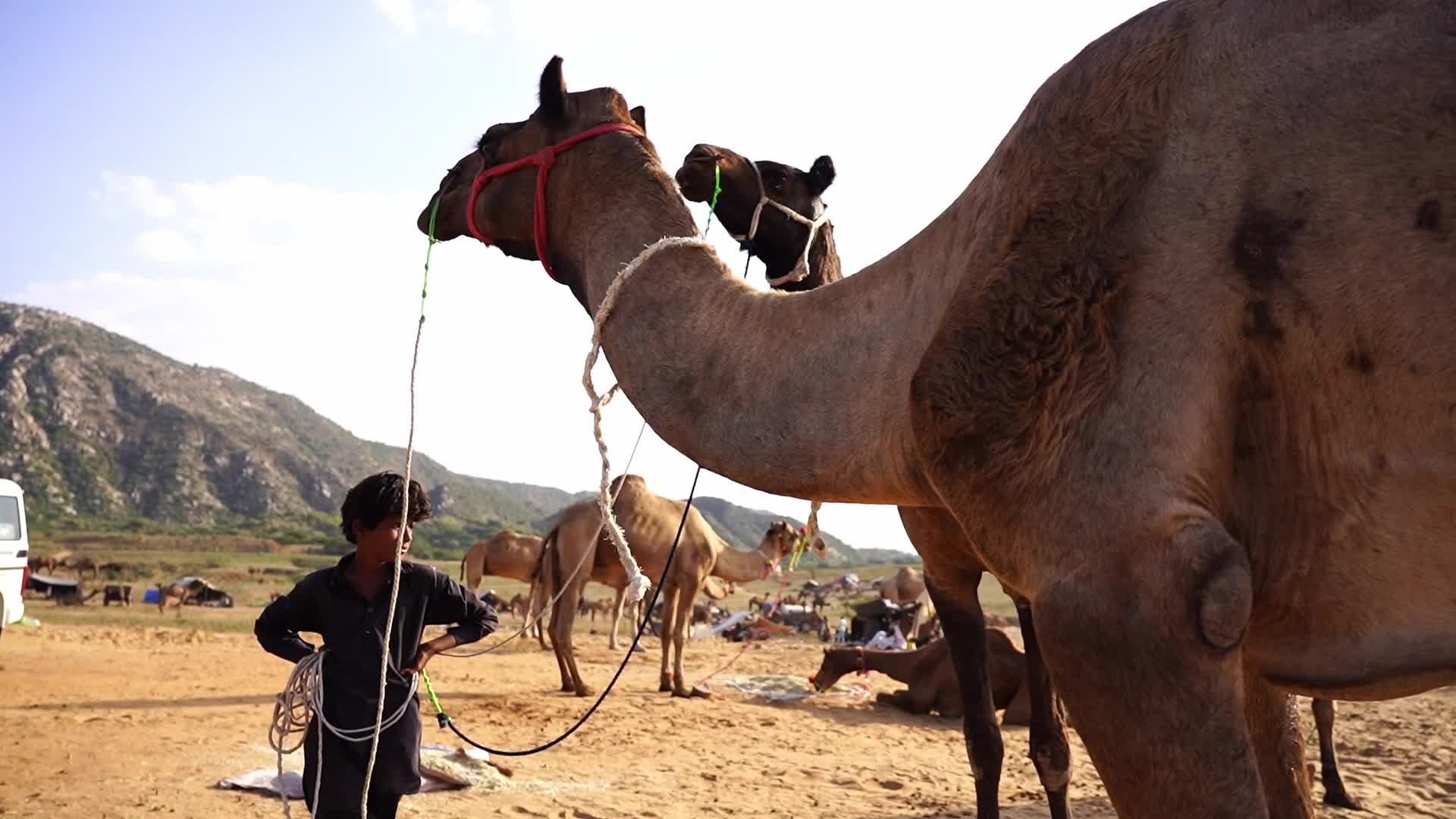 Pushkar Camel Fair in Pushkar in the Indian state of Rajasthan