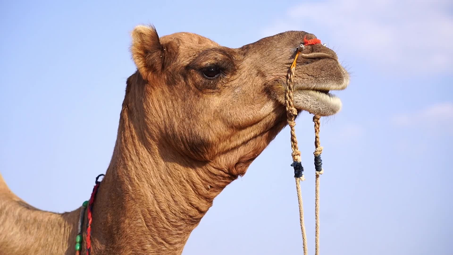 Pushkar Camel Fair in Pushkar in the Indian state of Rajasthan