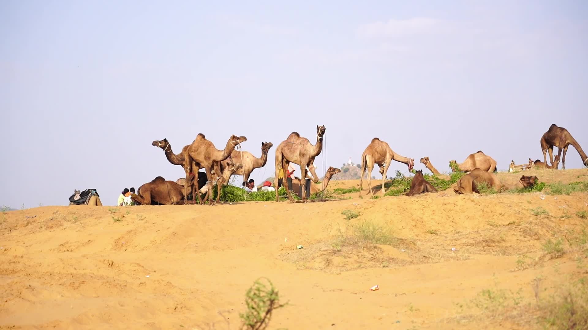 Pushkar Camel Fair in Pushkar in the Indian state of Rajasthan