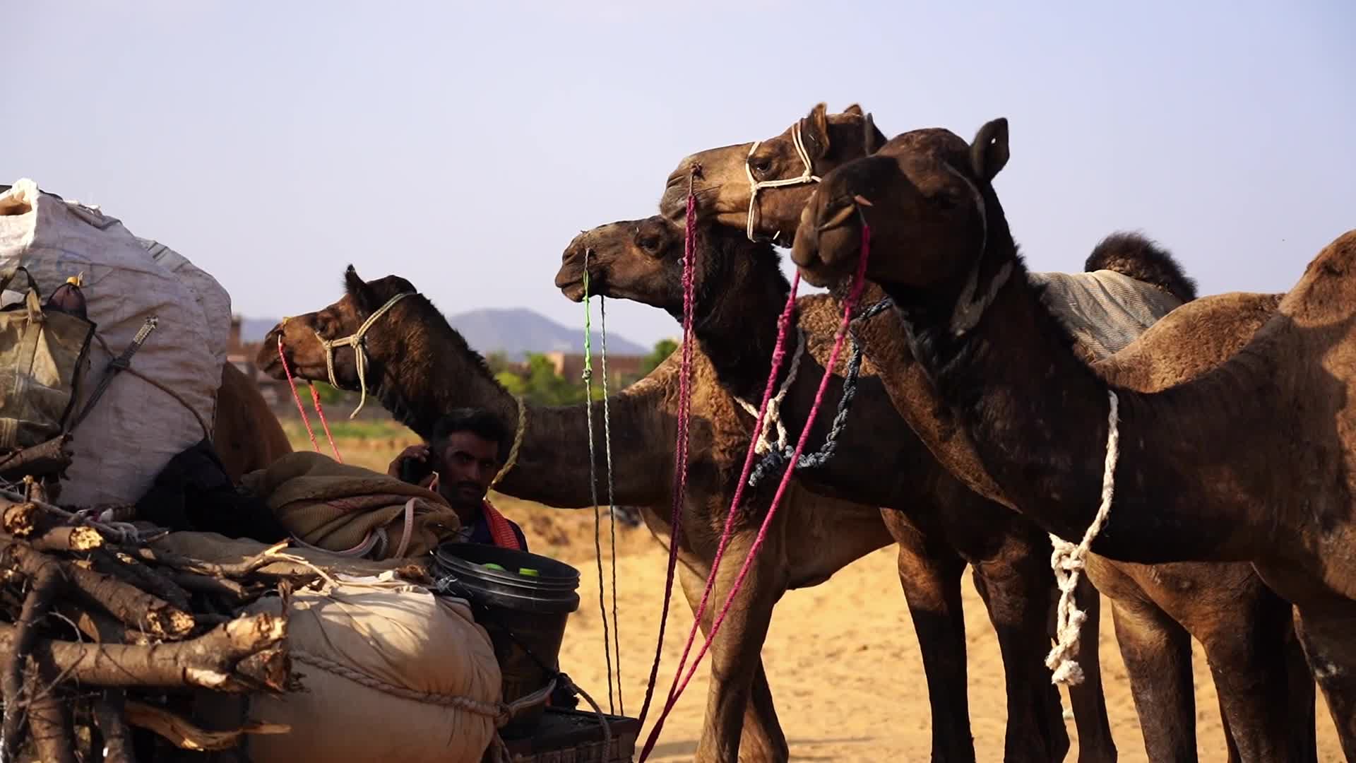 Pushkar Camel Fair in Pushkar in the Indian state of Rajasthan