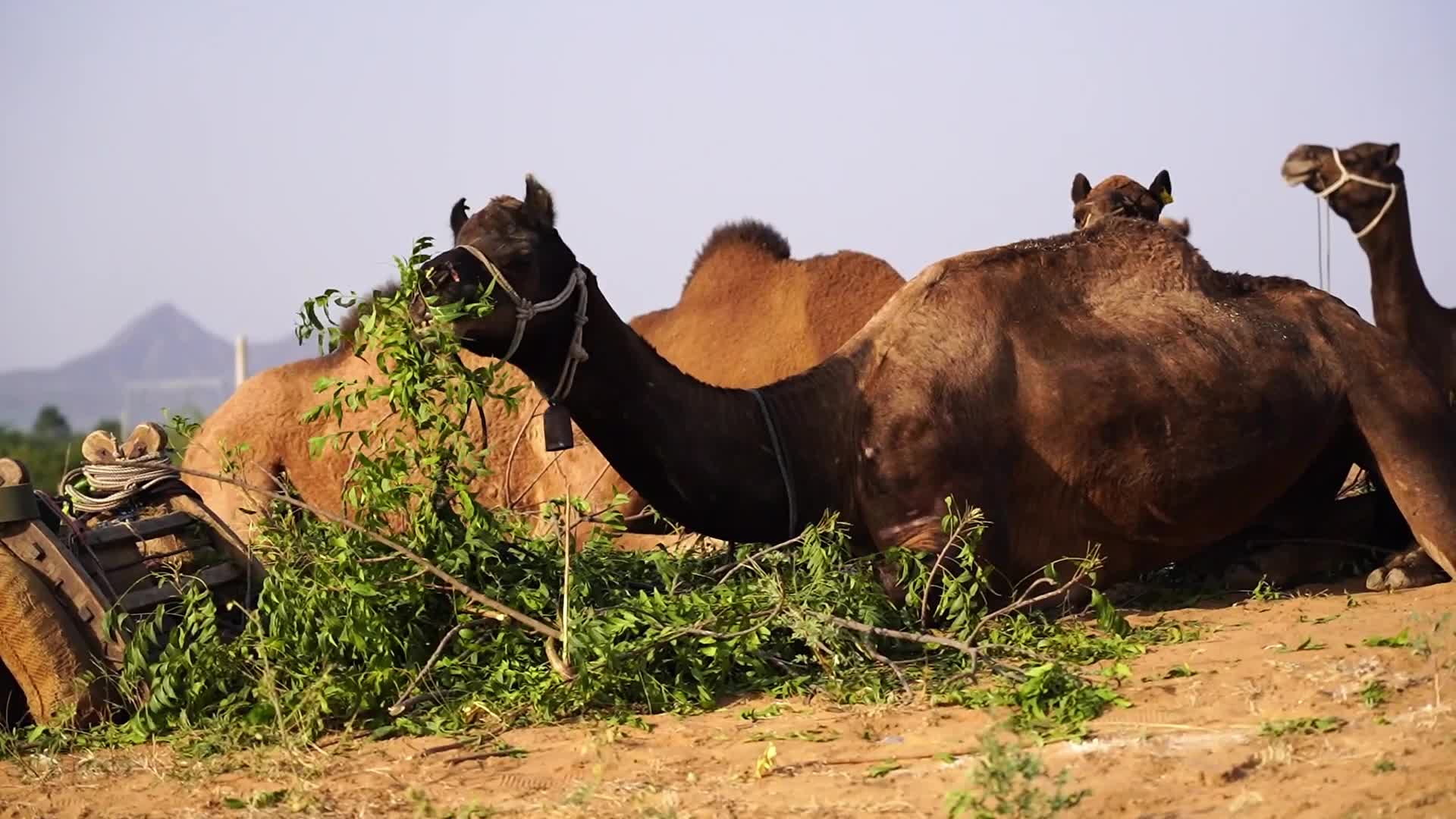 Pushkar Camel Fair in Pushkar in the Indian state of Rajasthan