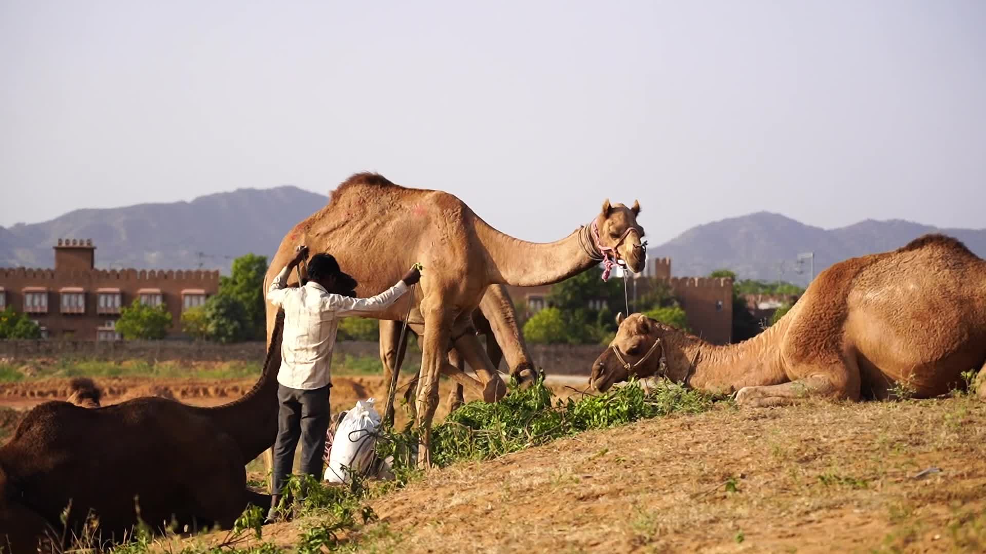 Pushkar Camel Fair in Pushkar in the Indian state of Rajasthan