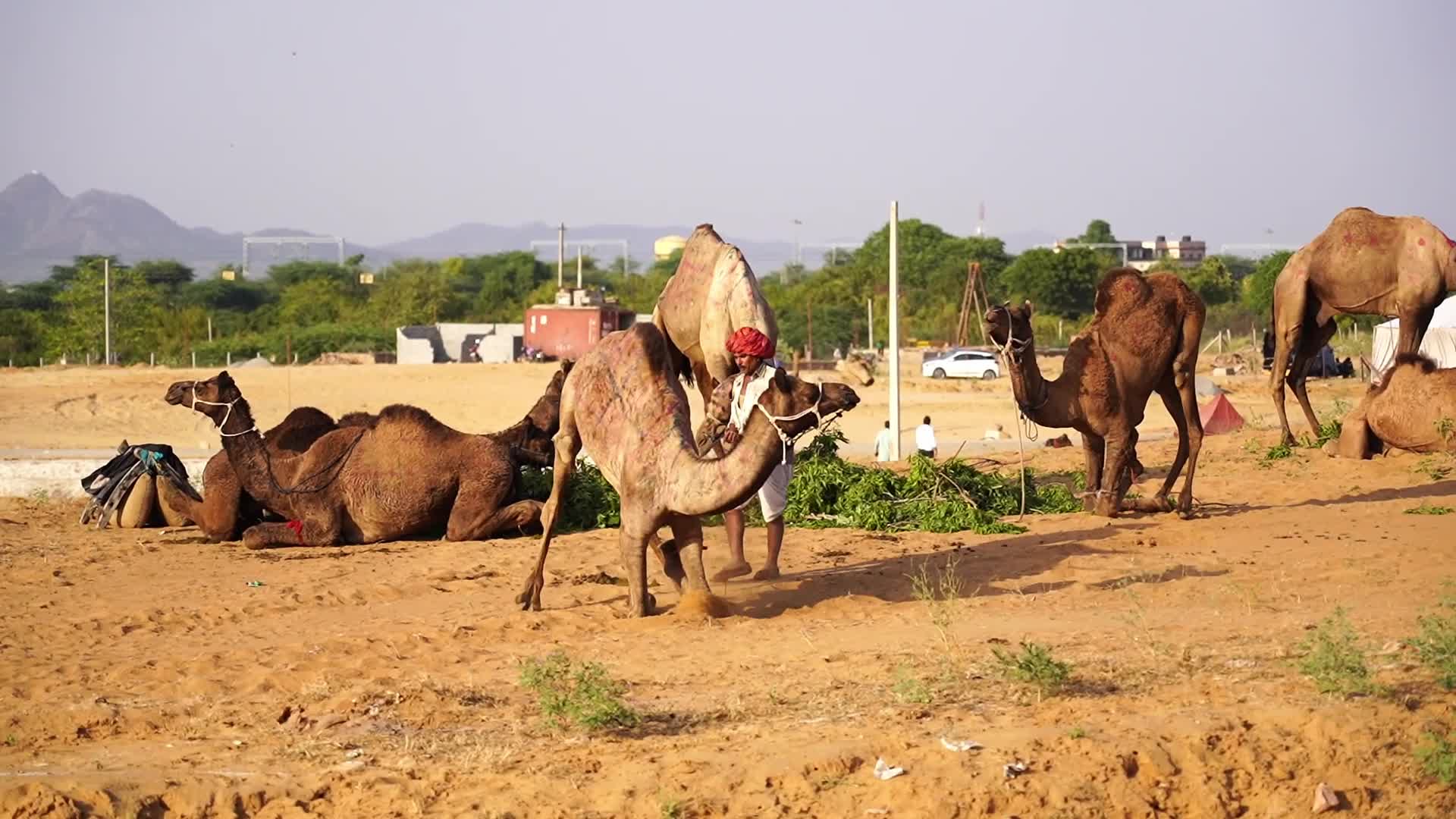Pushkar Camel Fair in Pushkar in the Indian state of Rajasthan