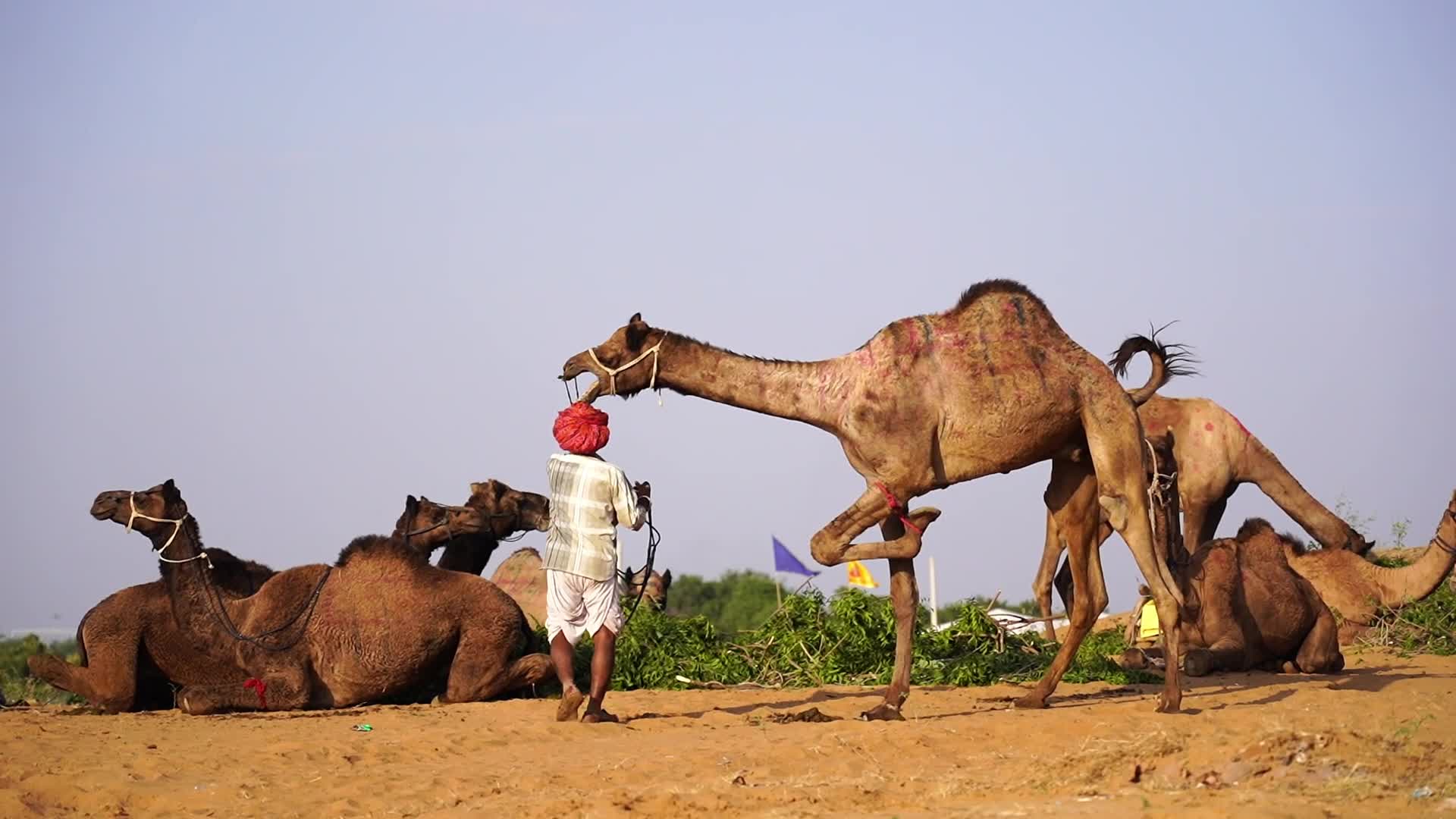 Pushkar Camel Fair in Pushkar in the Indian state of Rajasthan