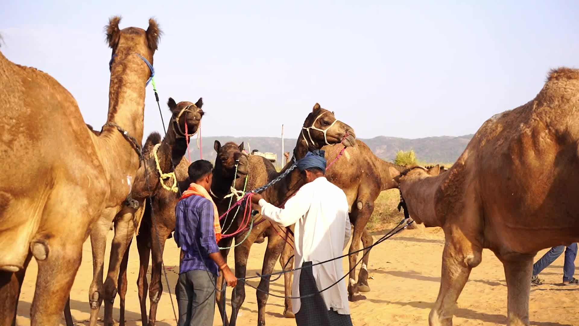 Pushkar Camel Fair in Pushkar in the Indian state of Rajasthan
