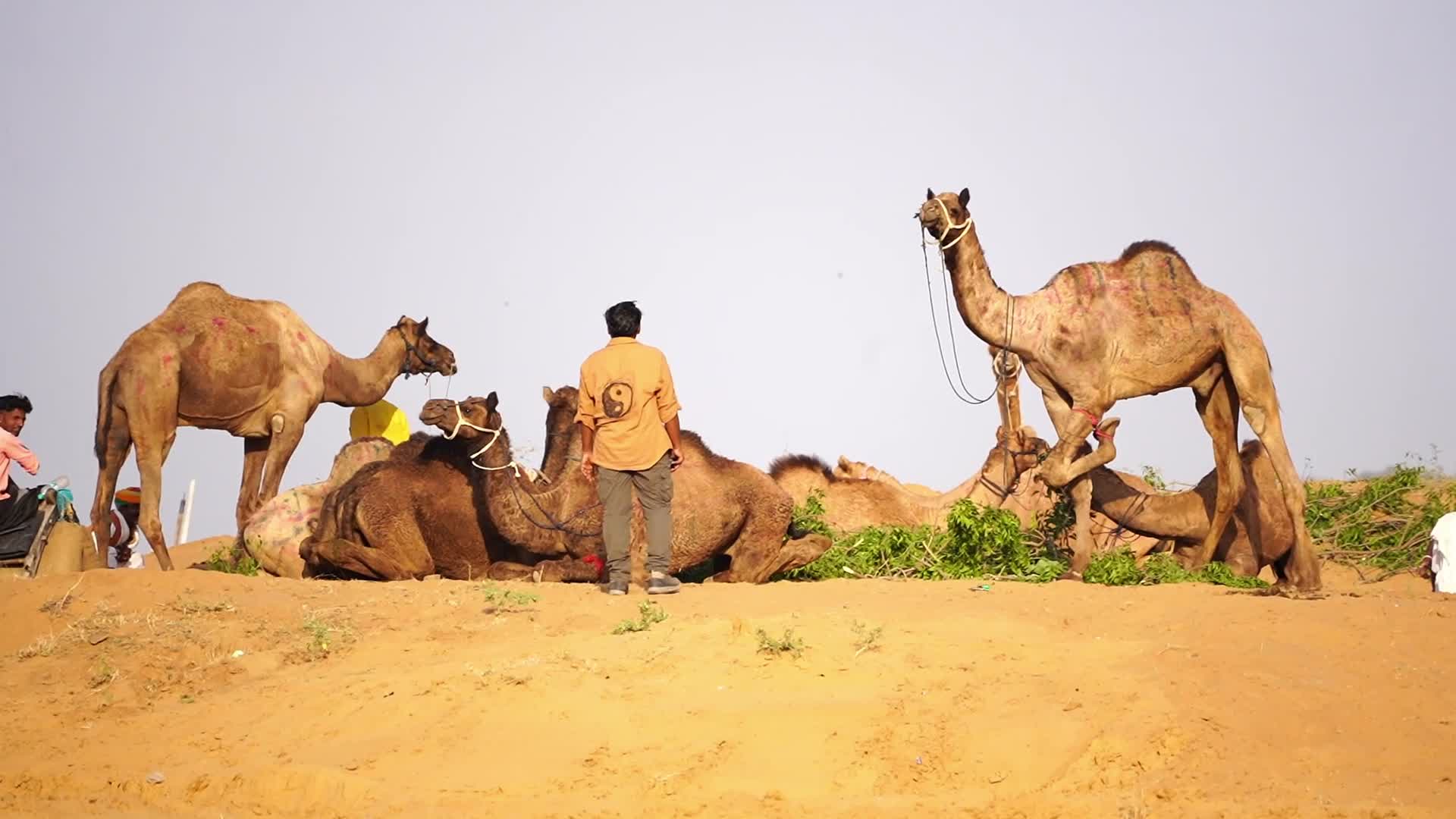 Pushkar Camel Fair in Pushkar in the Indian state of Rajasthan