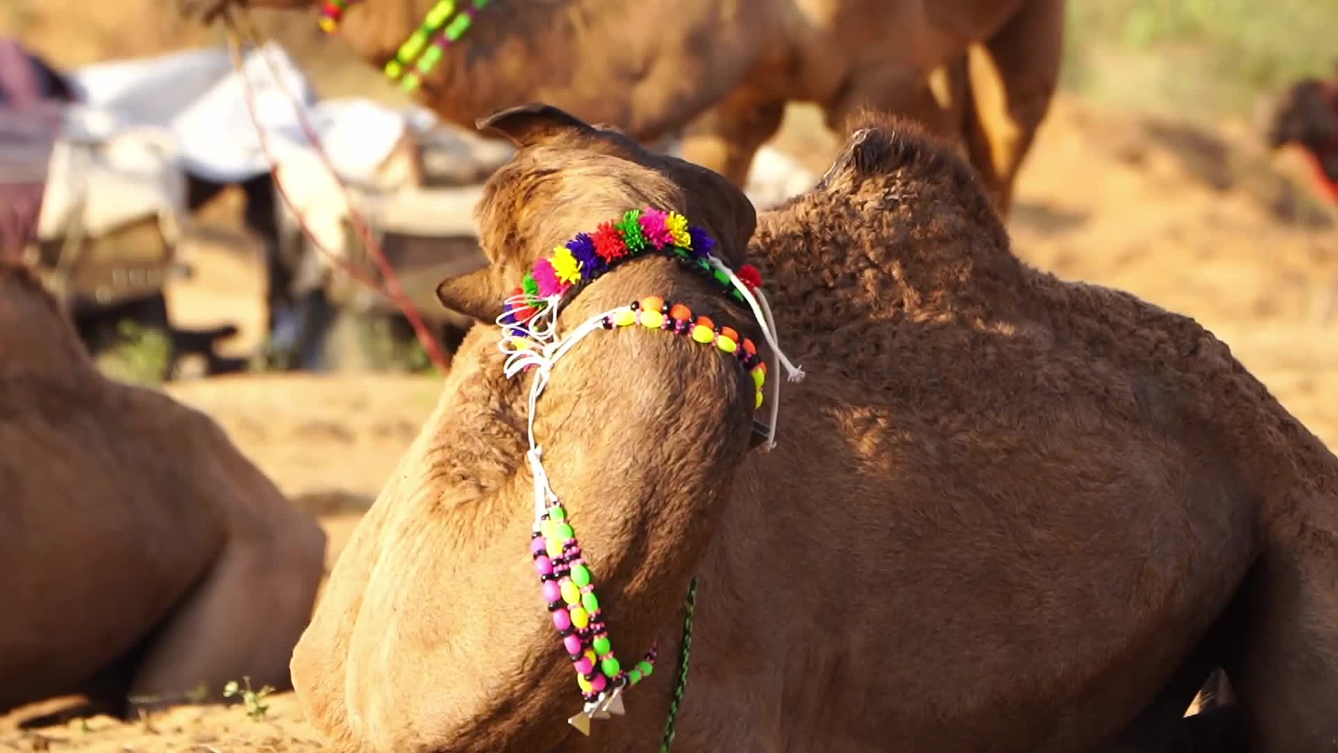 Pushkar Camel Fair in Pushkar in the Indian state of Rajasthan
