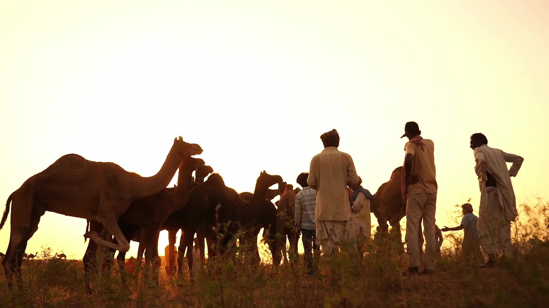 Pushkar Camel Fair in Pushkar in the Indian state of Rajasthan