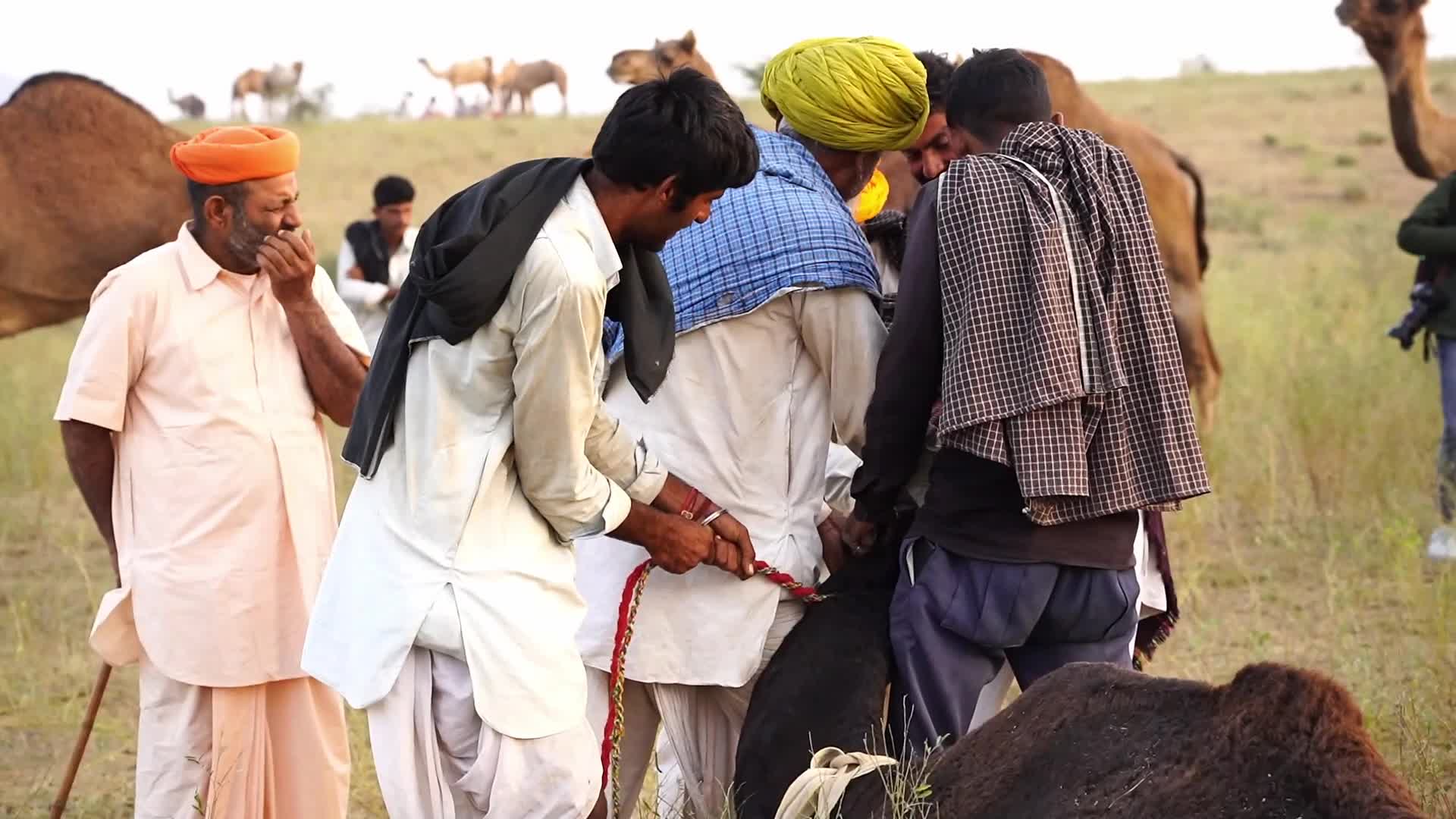 Pushkar Camel Fair in Pushkar in the Indian state of Rajasthan