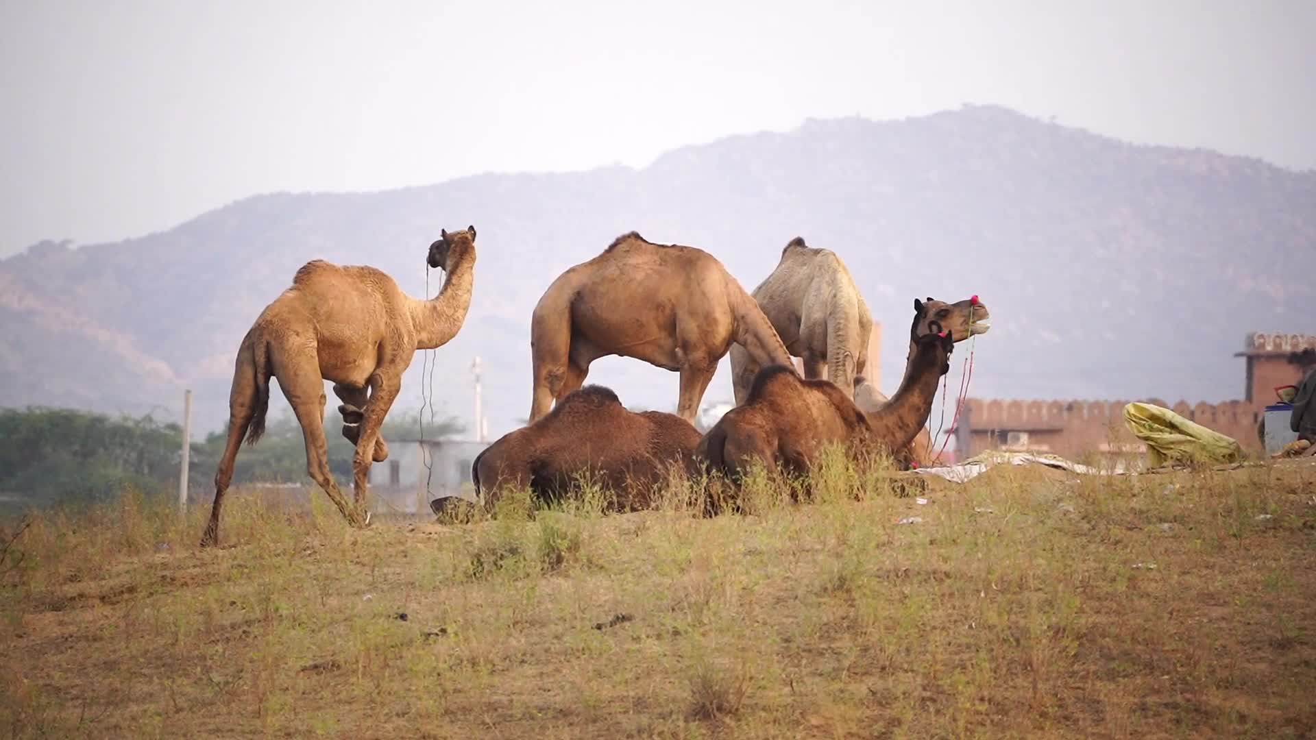 Pushkar Camel Fair in Pushkar in the Indian state of Rajasthan