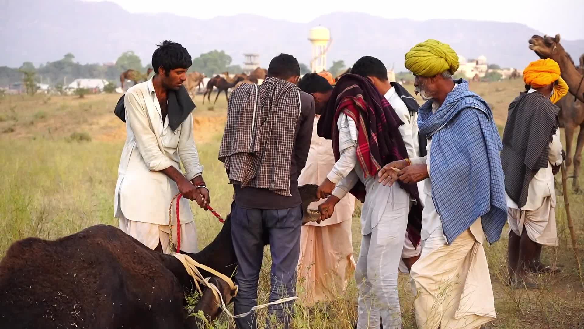 Pushkar Camel Fair in Pushkar in the Indian state of Rajasthan